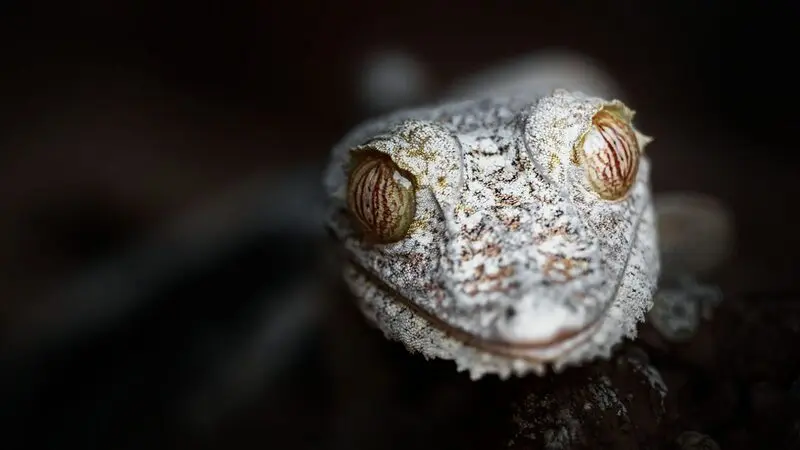 مارمولک ماداگاسکار (Madagascar Gecko) با پوست بافت‌دار در محیط طبیعی