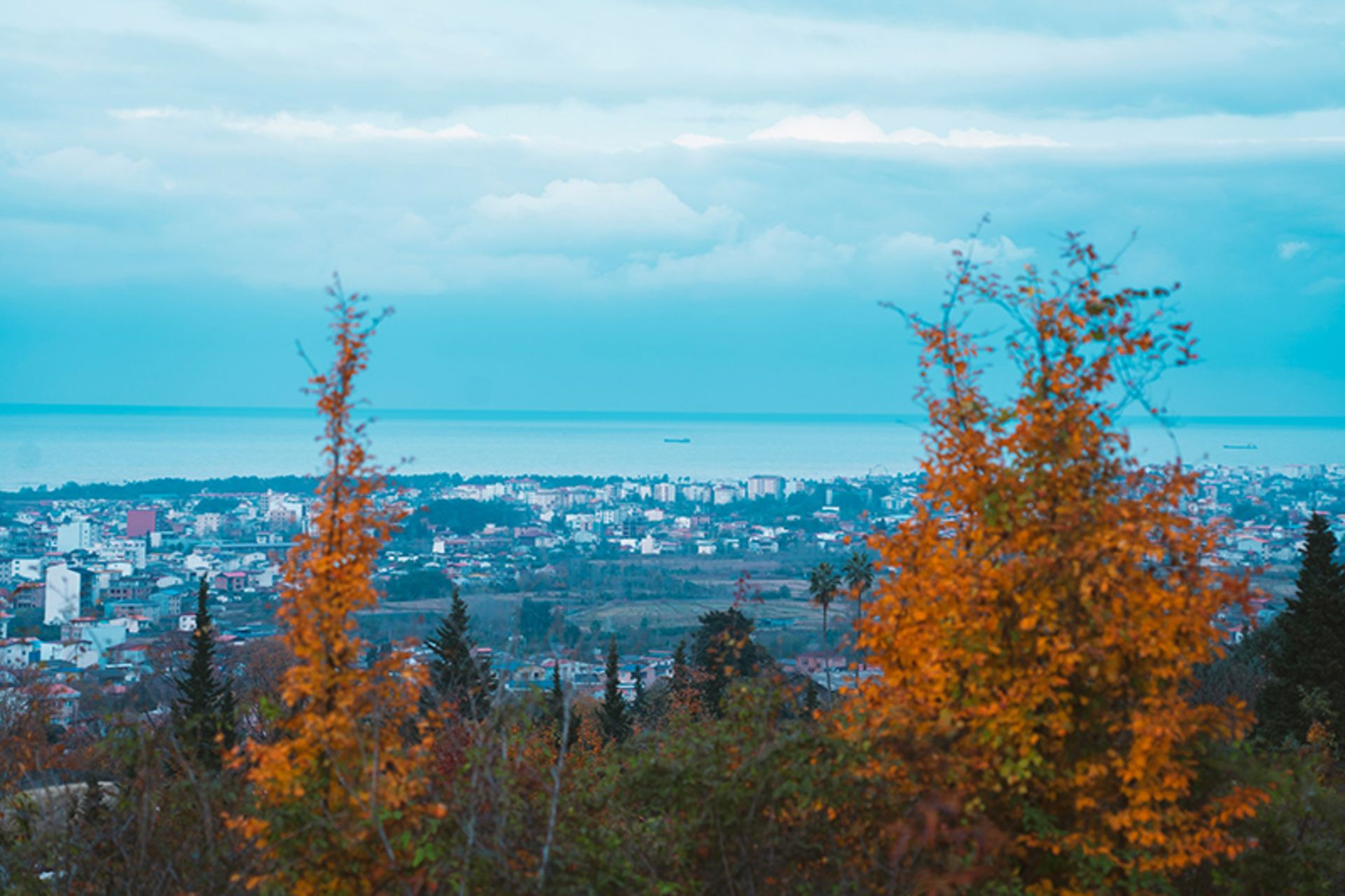 درختان زرد و پاییزی در رامسر مازندران
