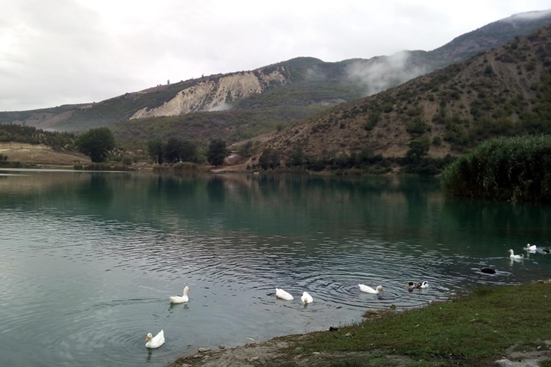 مرغابی ها در دریاچه ولشت
