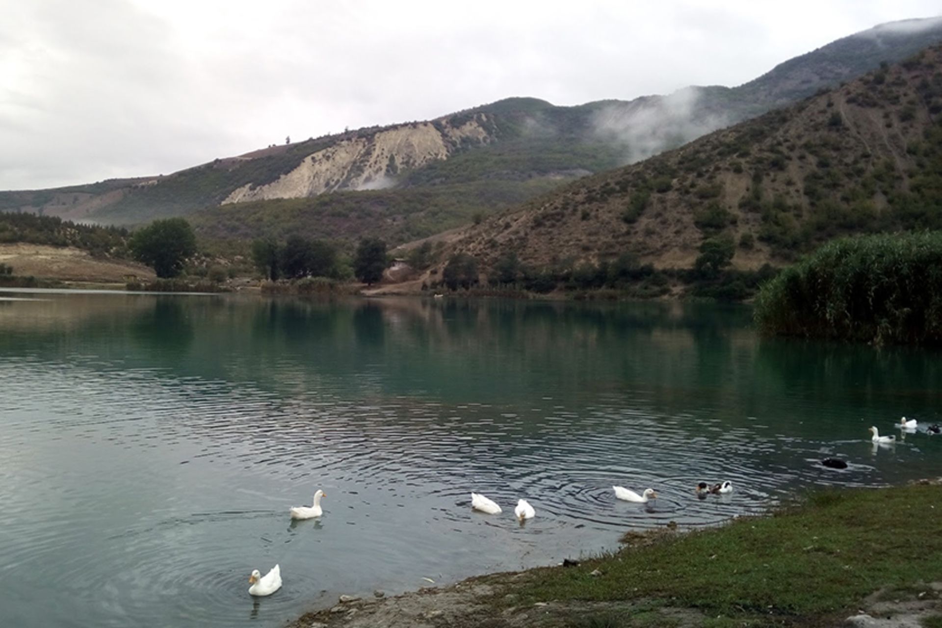مرغابی ها در دریاچه ولشت