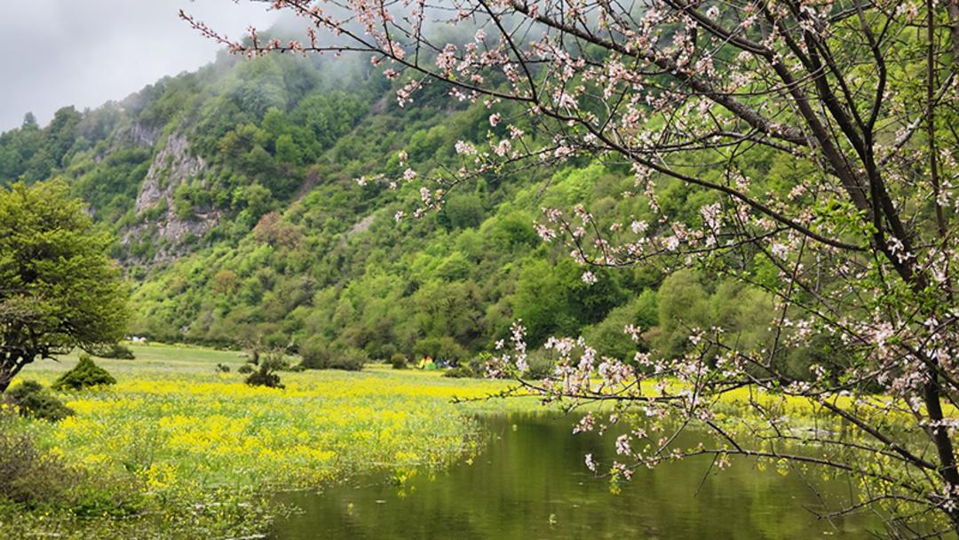 شکوفه های بهاری در دشت دریاسر