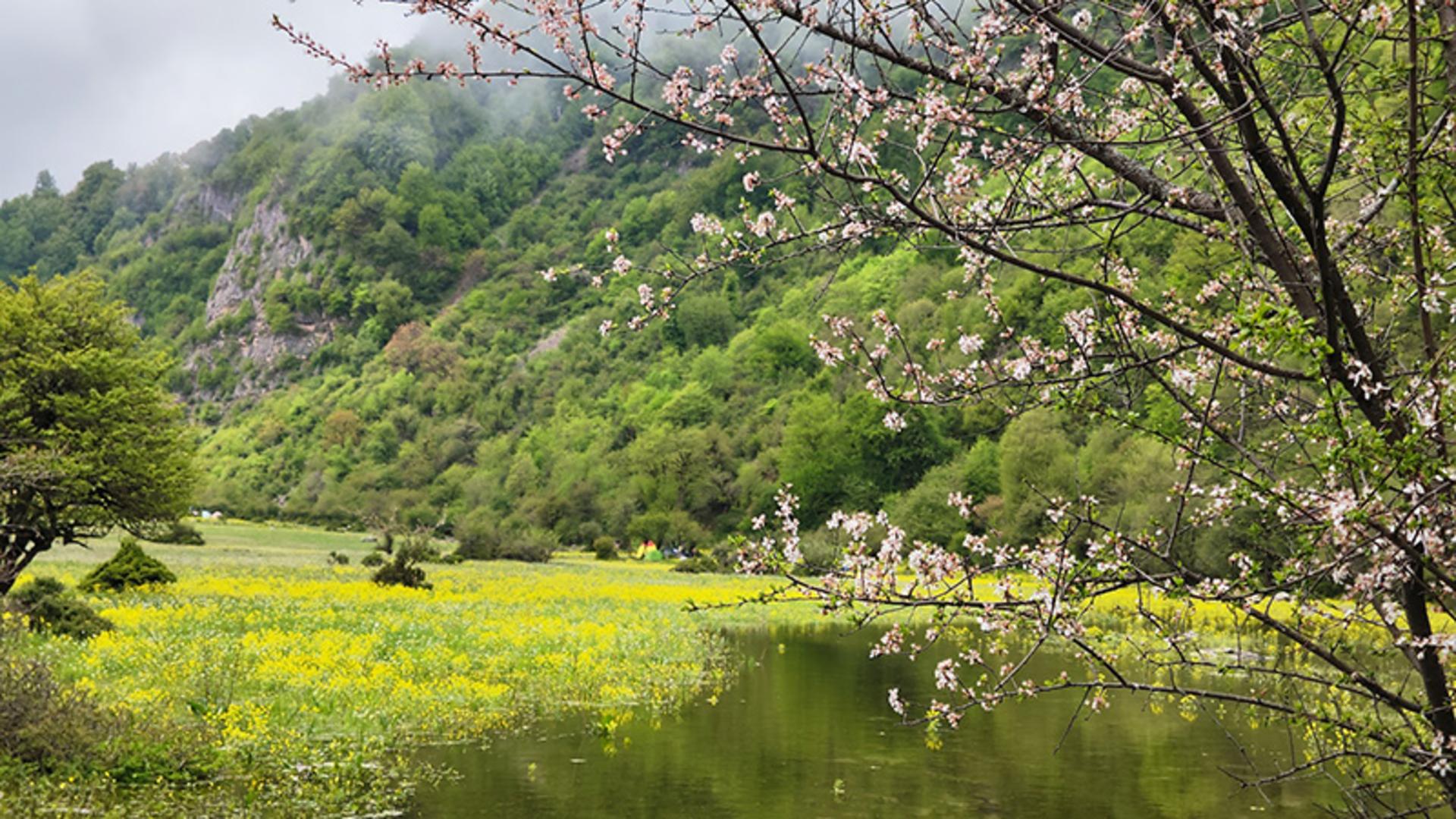 شکوفه های بهاری در دشت دریاسر