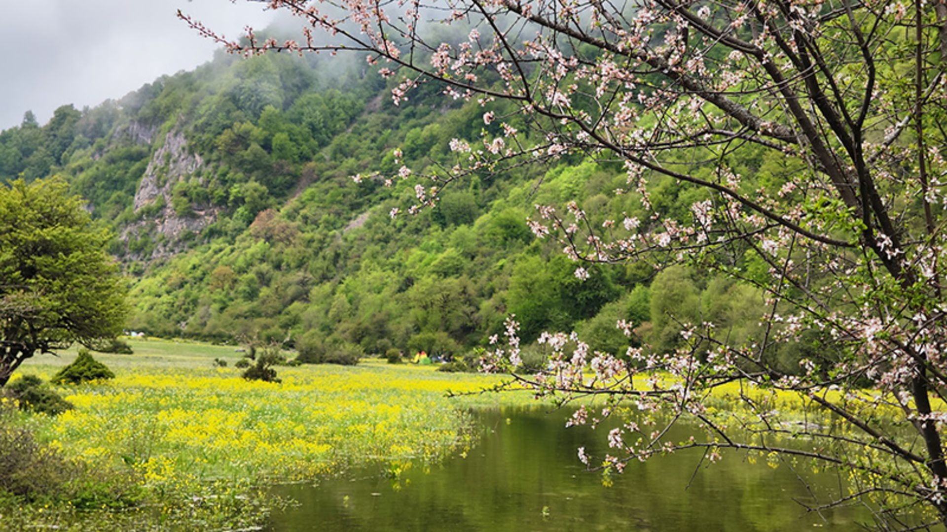 شکوفه های بهاری در دشت دریاسر
