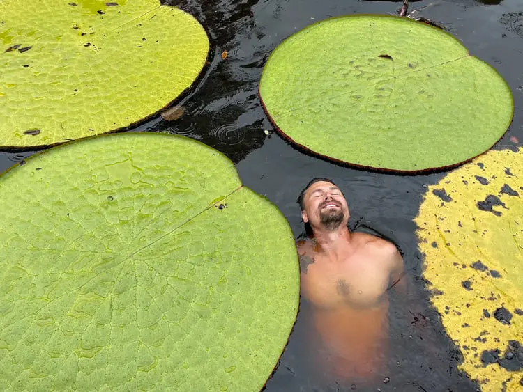 نیلوفر آبی غول‌پیکر (Victoria amazonica) در کنار مردی در آب