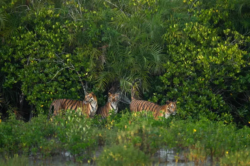 سه ببر بنگال در میان پوشش گیاهی انبوه و سبز جنگلی