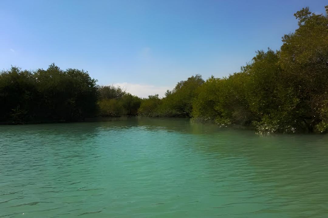 جنگل حرا با درختان سبز در حاشیه آب‌های فیروزه‌ای