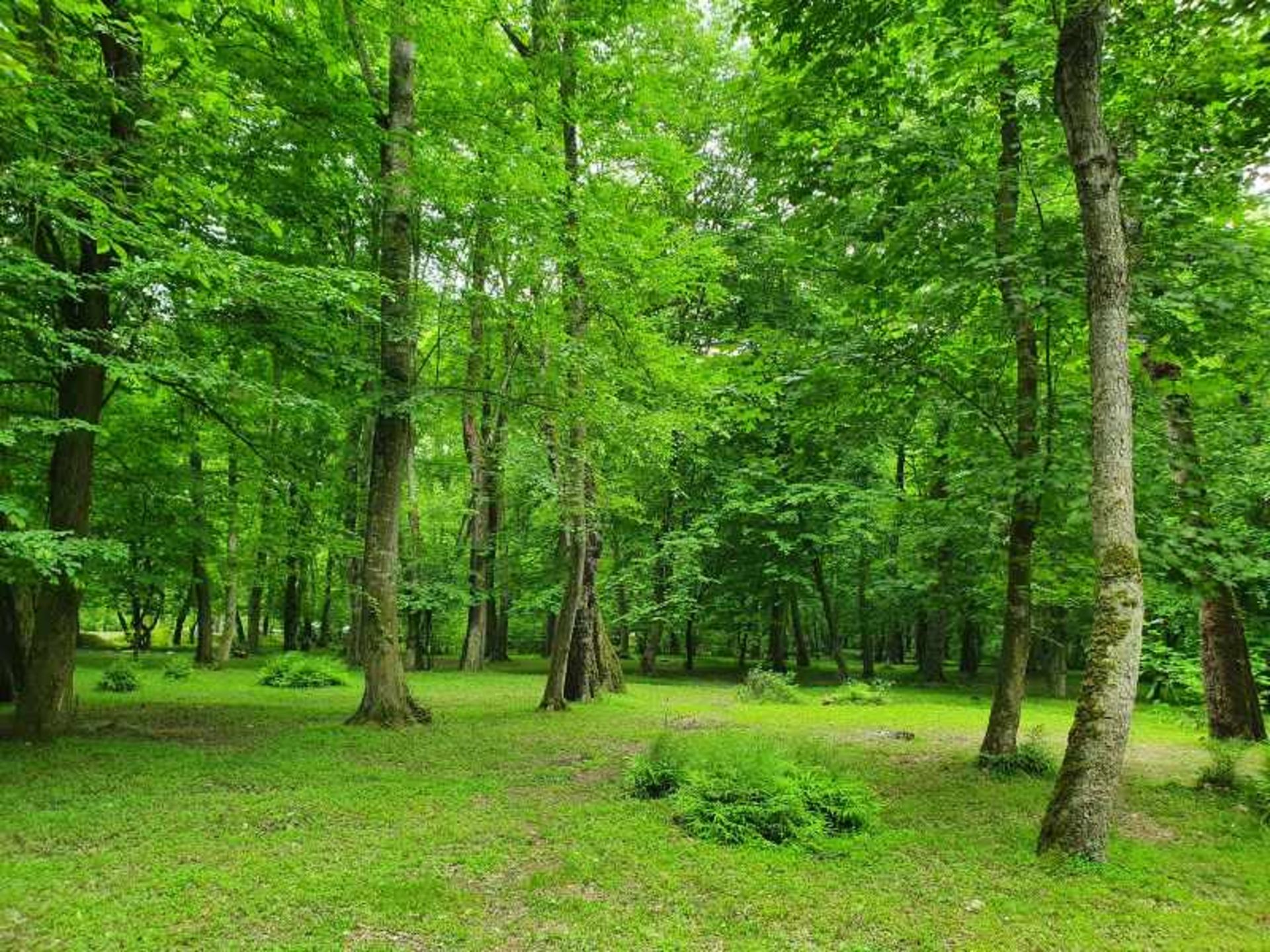 طبیعت سرسبز پارک جنگلی کشپل