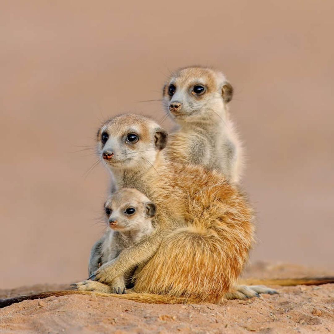سه میمون مِرکات (Meerkat) در میان شن‌های بیابان نشسته‌اند