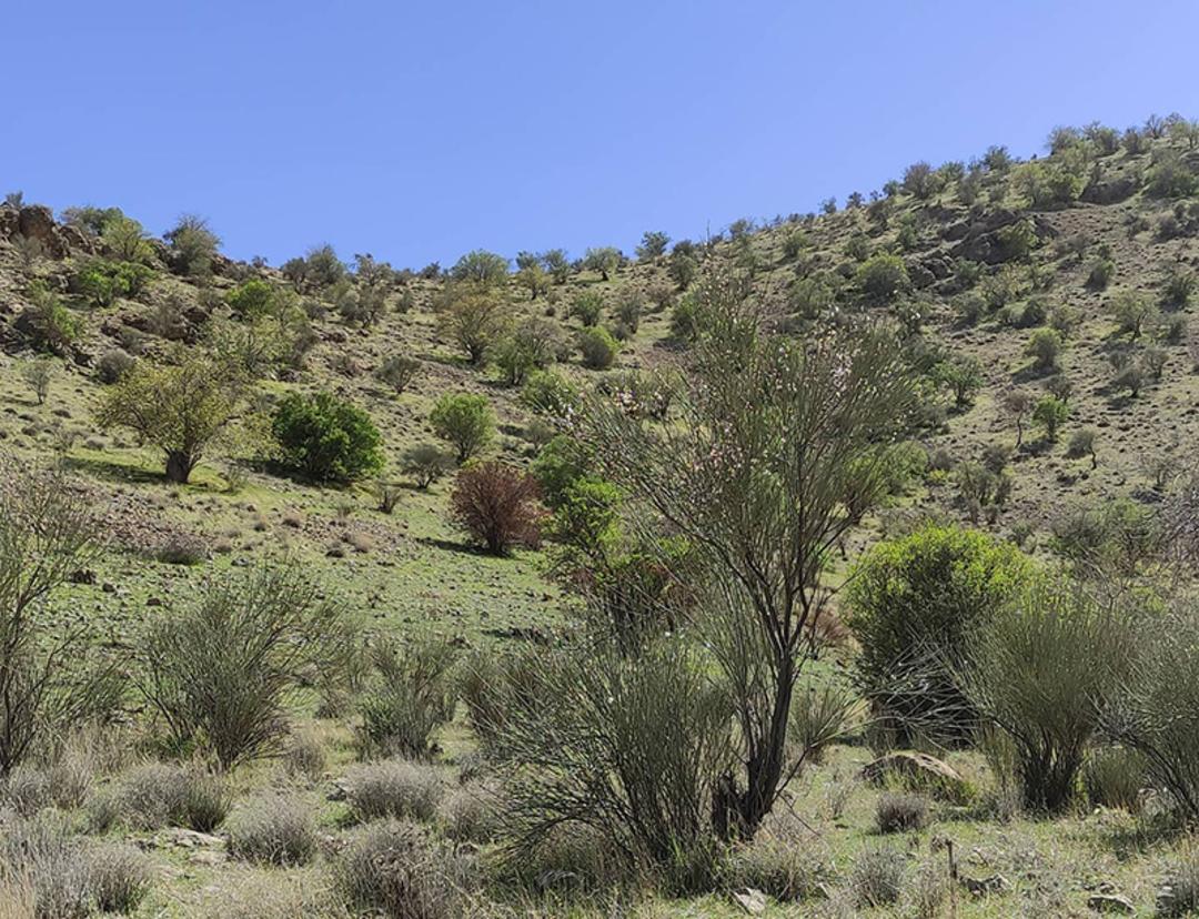 پوشش گیاهی جنگل بناب ارسنجان