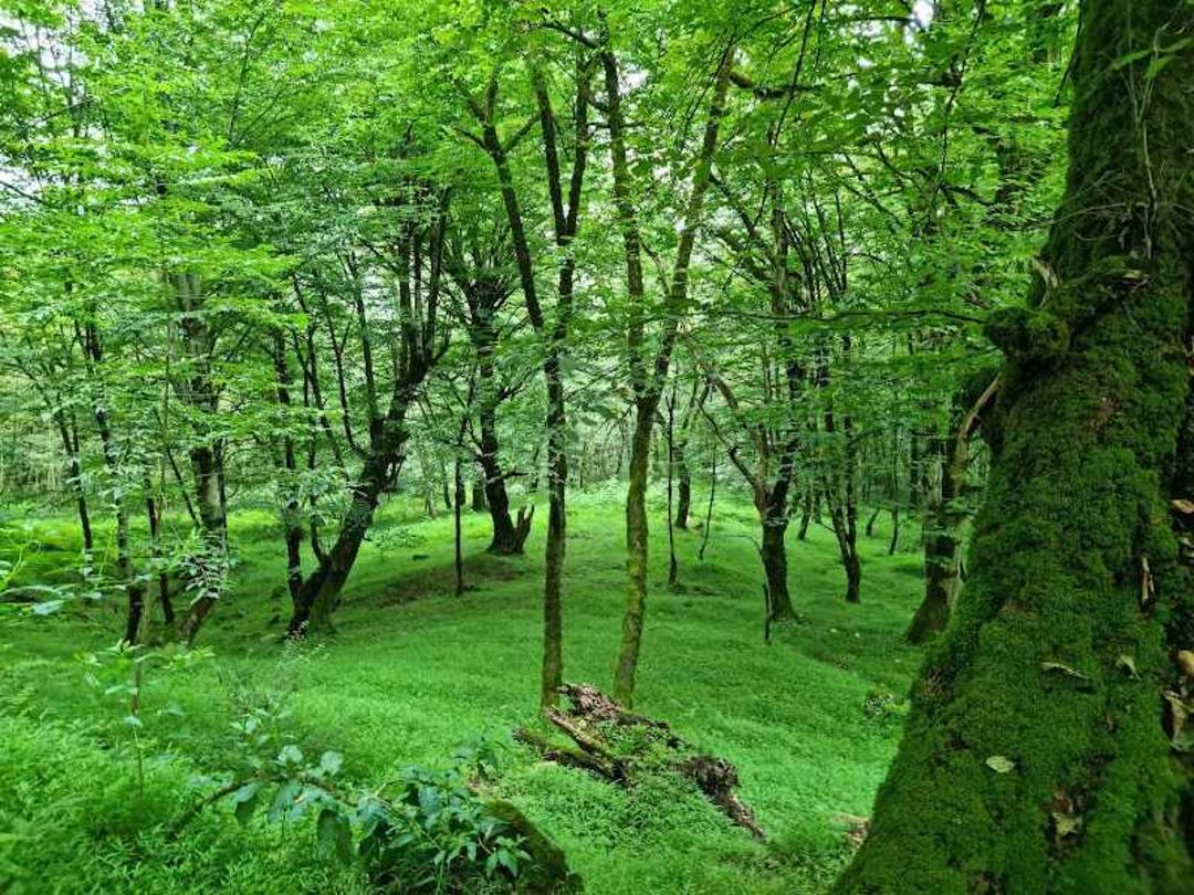 جنگل های خزه پوش شمال