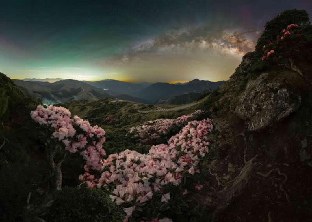 جنگل شکوفه ها زیر آسمان شب