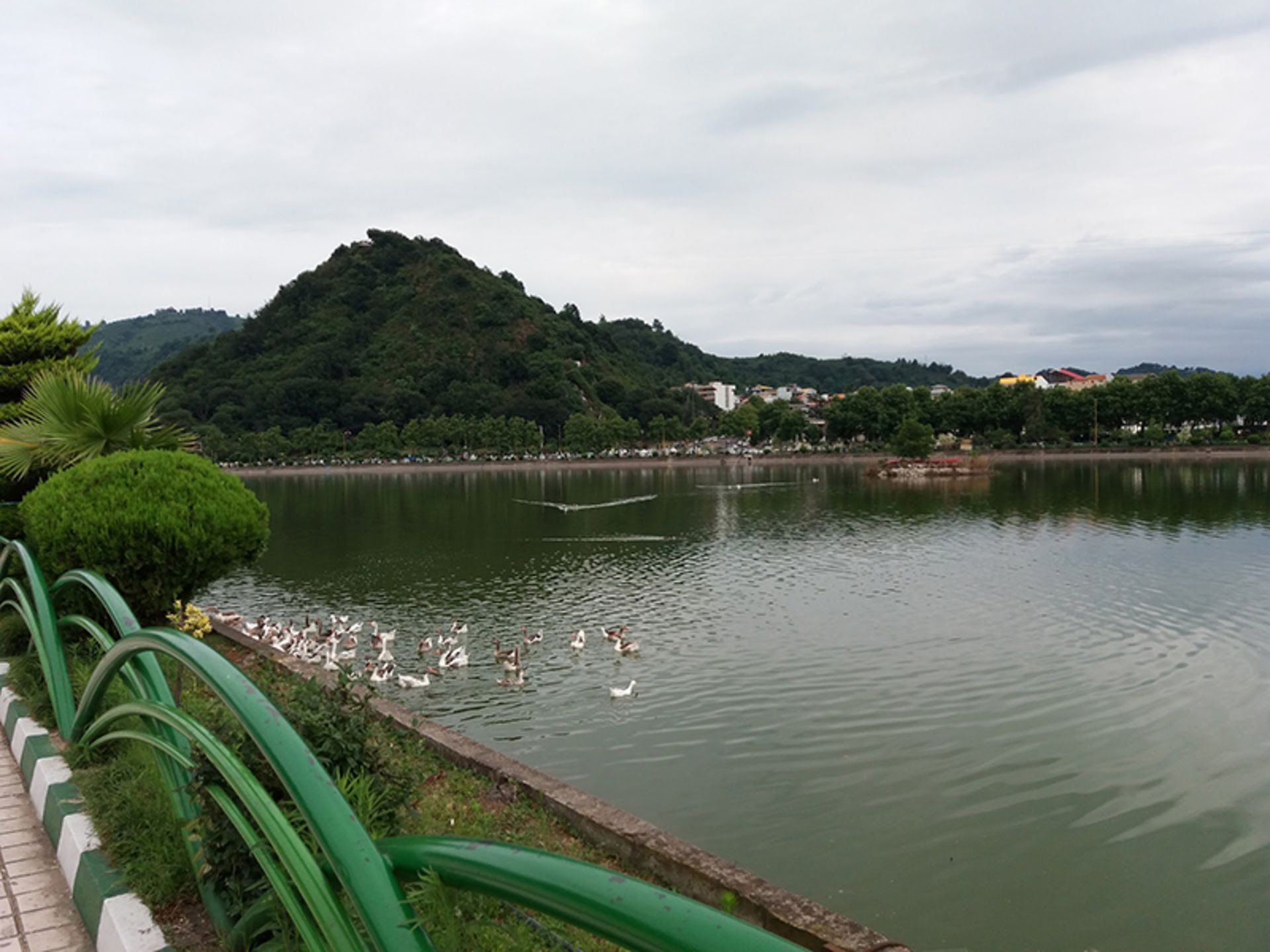 مرغابی ها در حاشیه استخر لاهیجان