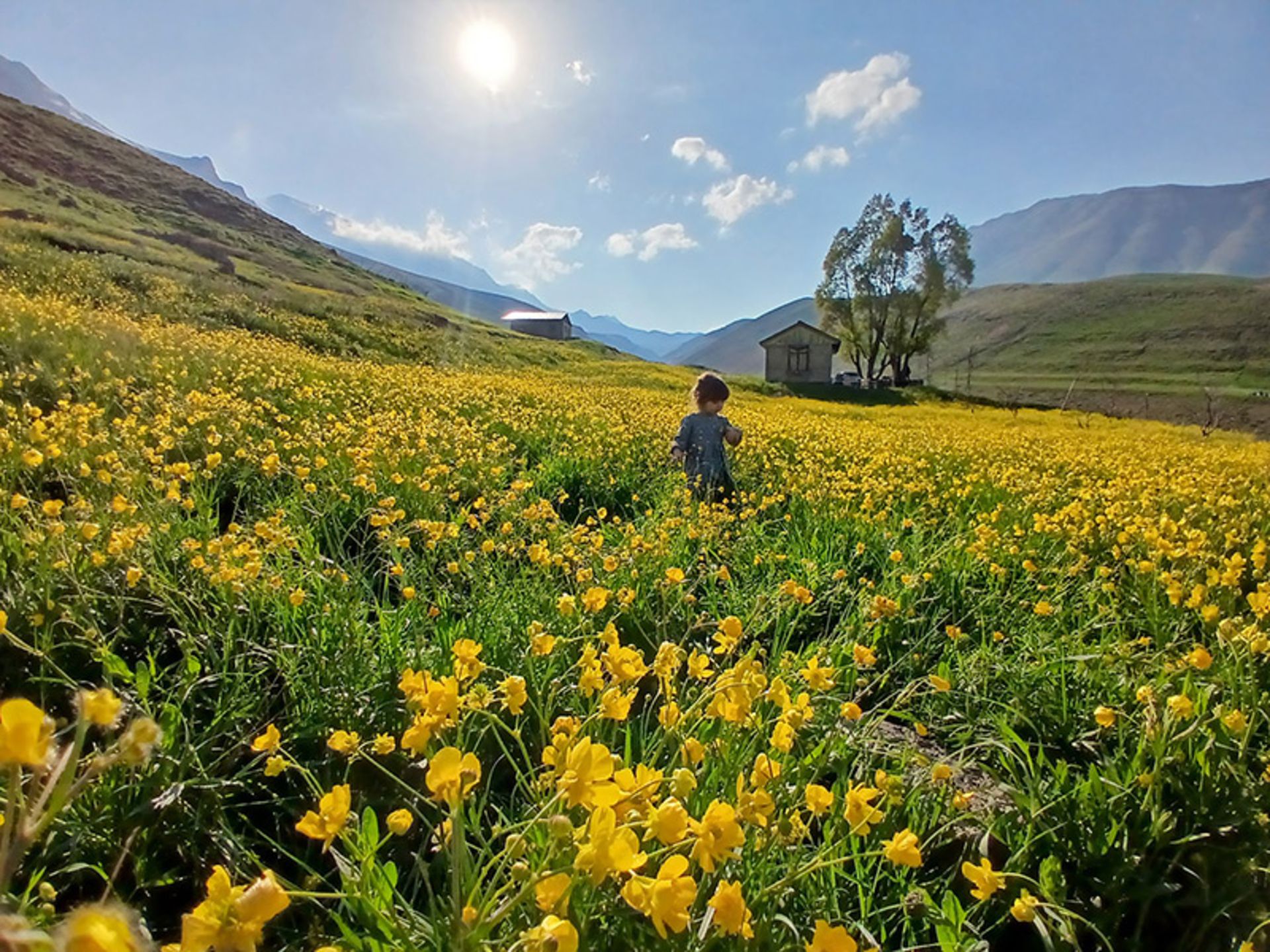تفریح کودک در میان گل های دشت گل زرد پلور