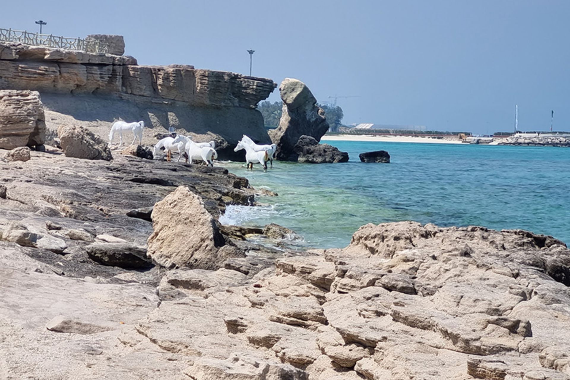 مجسمه های اسب سفید در ساحل مرجان کیش