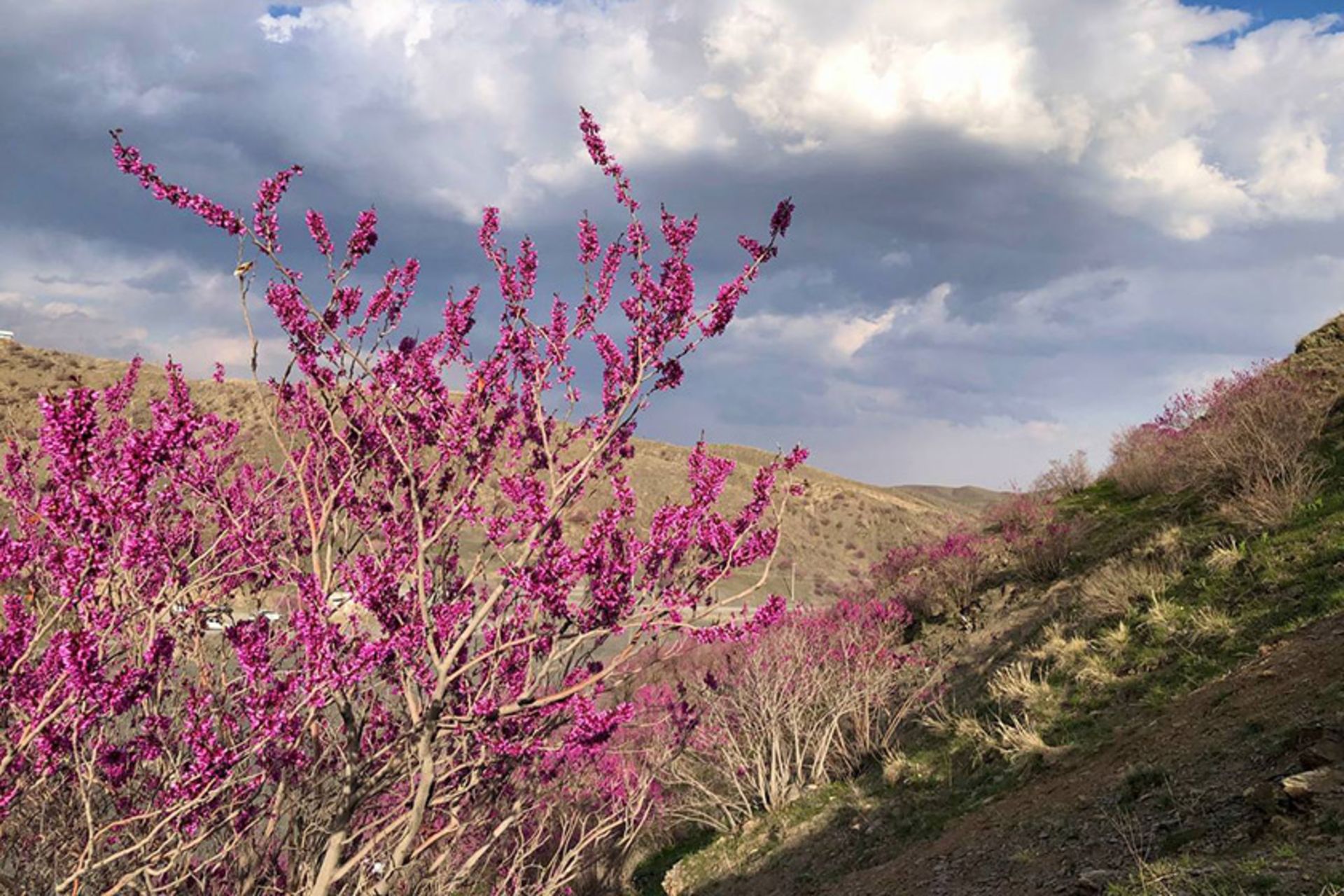 درختچه های ارغوان در دره ارغوان