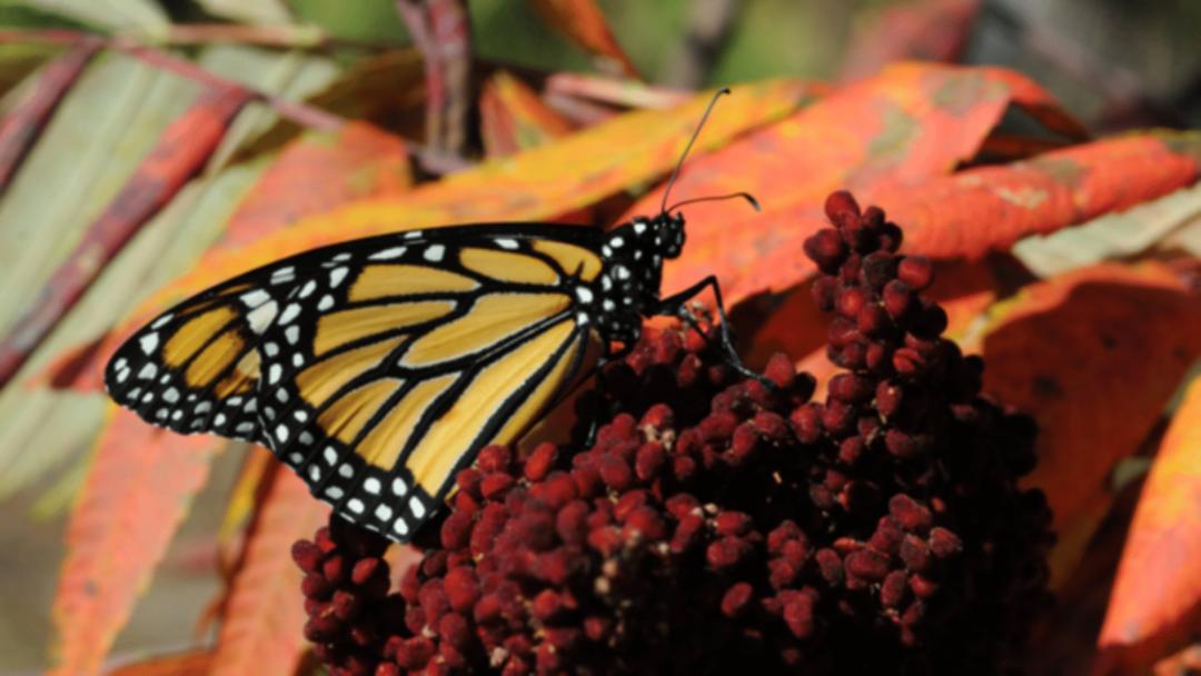 پروانه مونارک (Monarch Butterfly) با بال‌های نارنجی و سیاه روی گل‌های قرمز