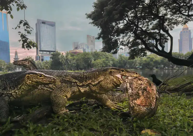 گوانو (Monitor Lizard) در حال شکار در طبیعت در کنار شهر