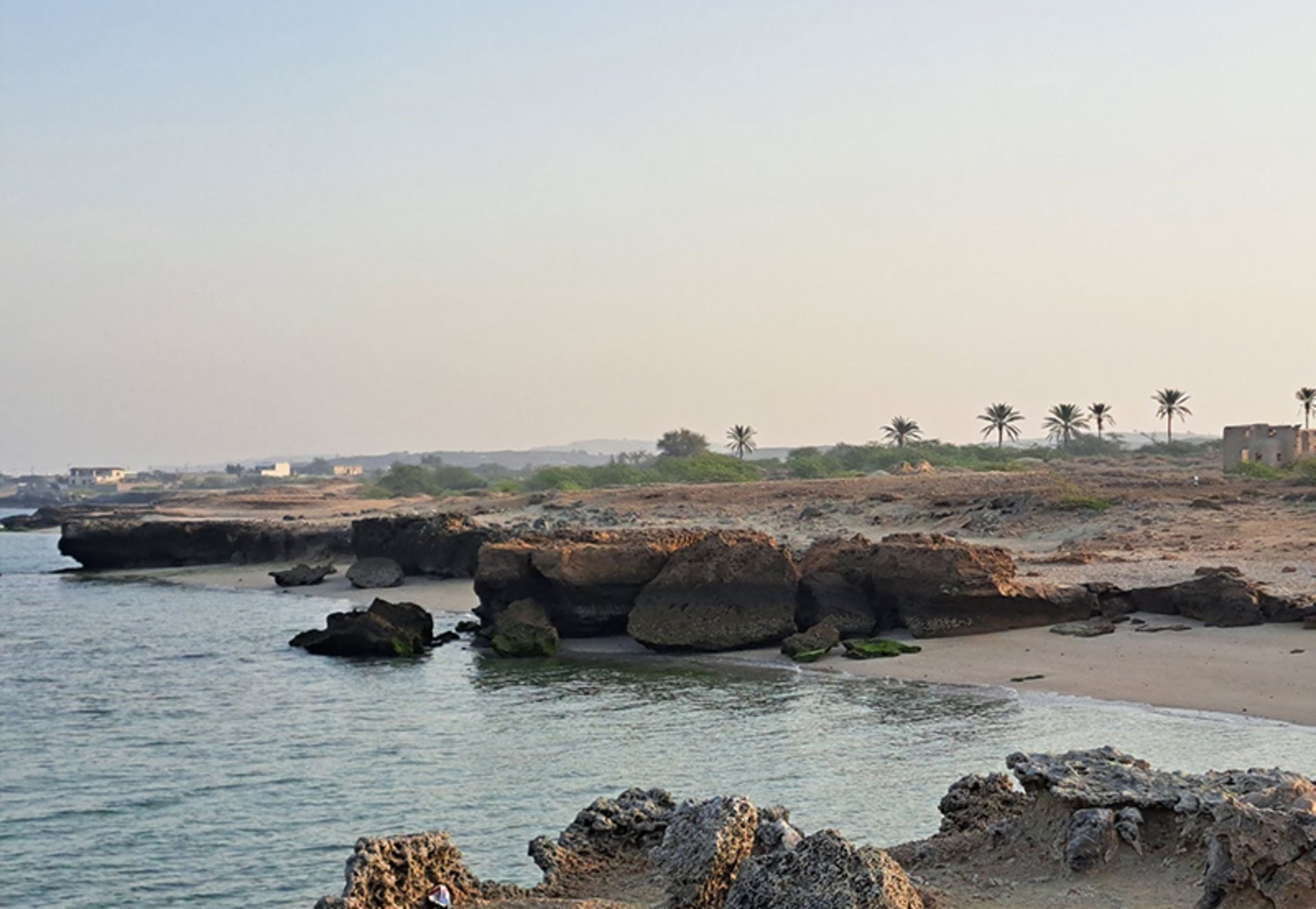 دورنمایی از نخلستان های جزیره هنگام در نزدیکی ساحل