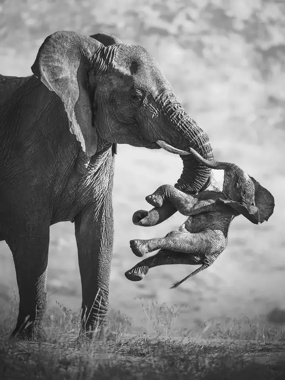 فیل مادر (Elephant) با خرطوم خود بچه فیل را در میان گرفته است