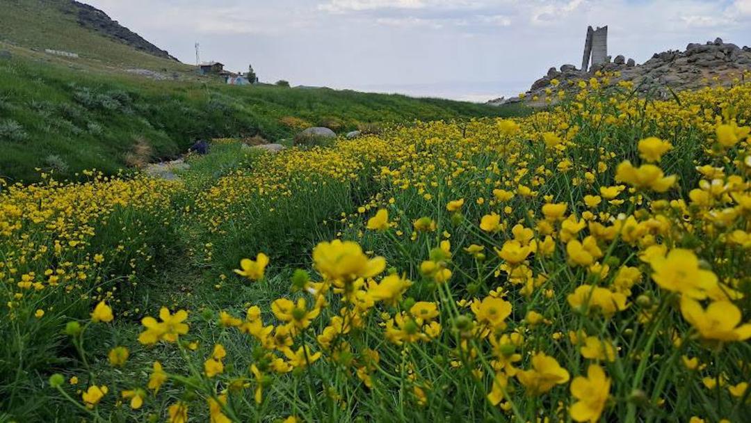 گل های دشت میشان همدان