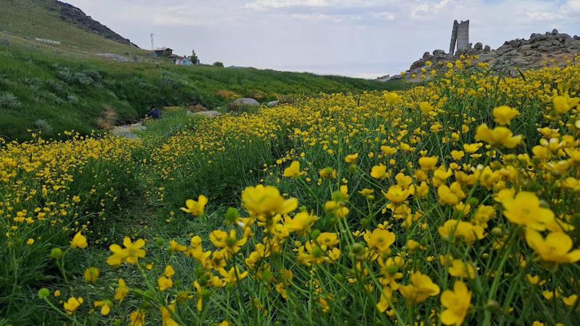 گل های دشت میشان همدان
