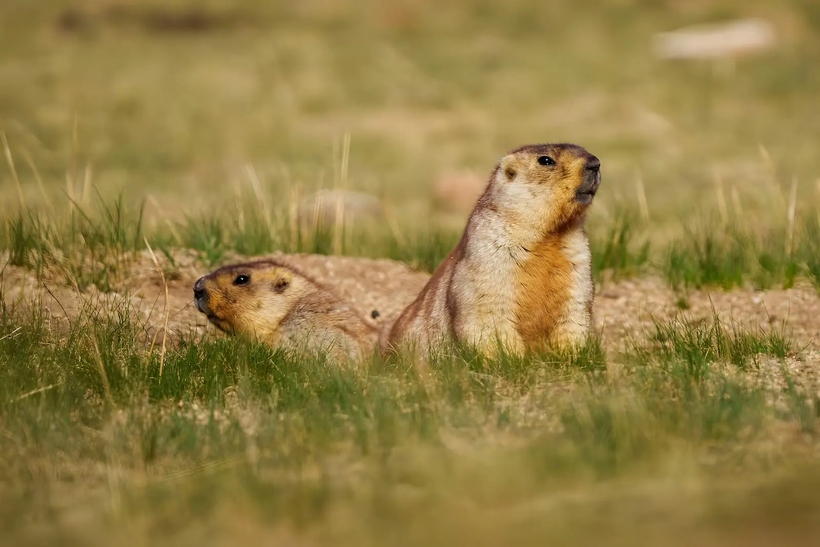 سنجاب‌های پرایت (Prairie Dog) در حال بیرون آمدن از لانه در طبیعت