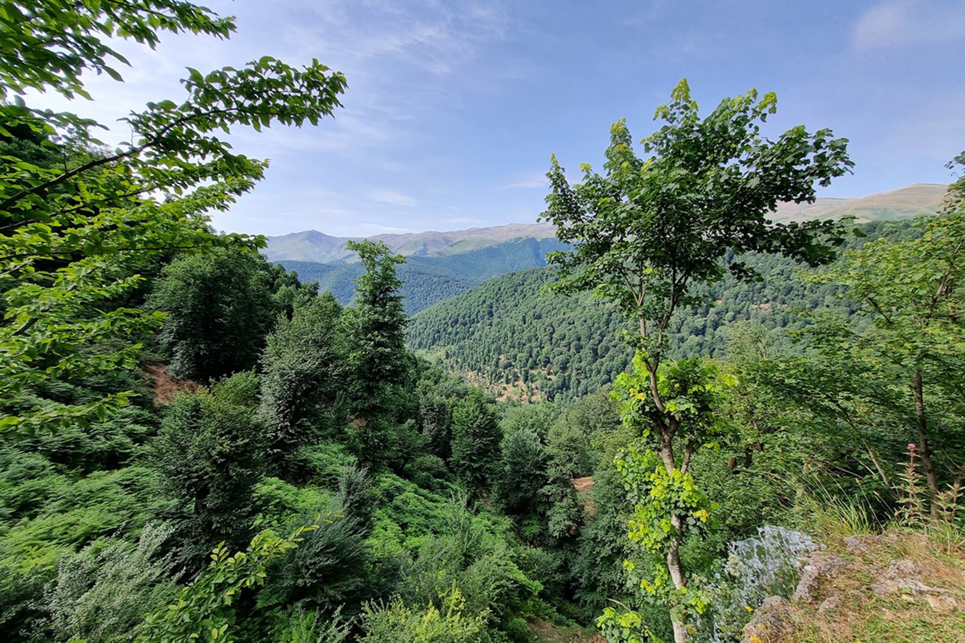 چشم انداز جنگل های هیرکانی شمال