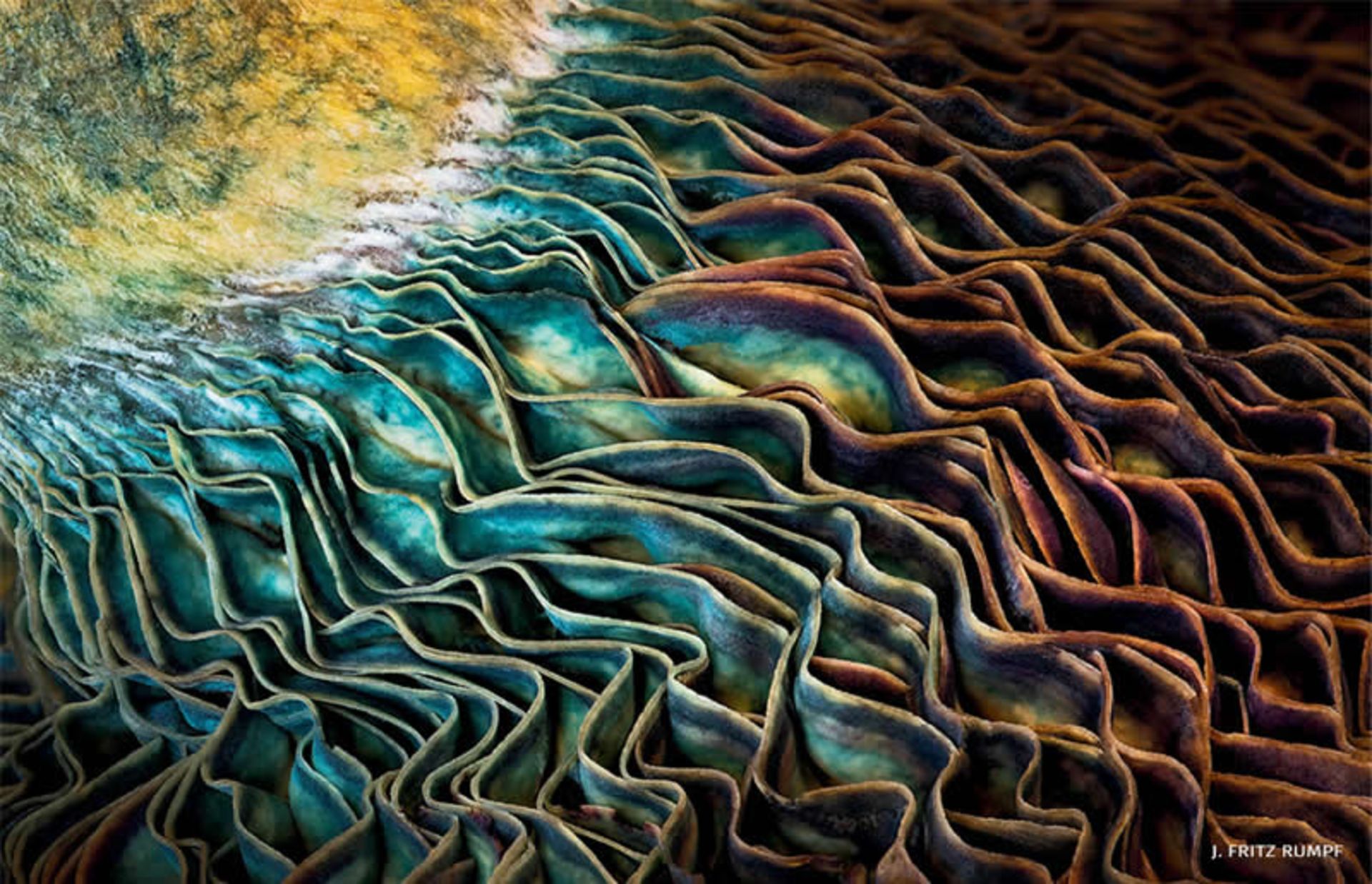 رنگ‌های براق نوعی قارچ