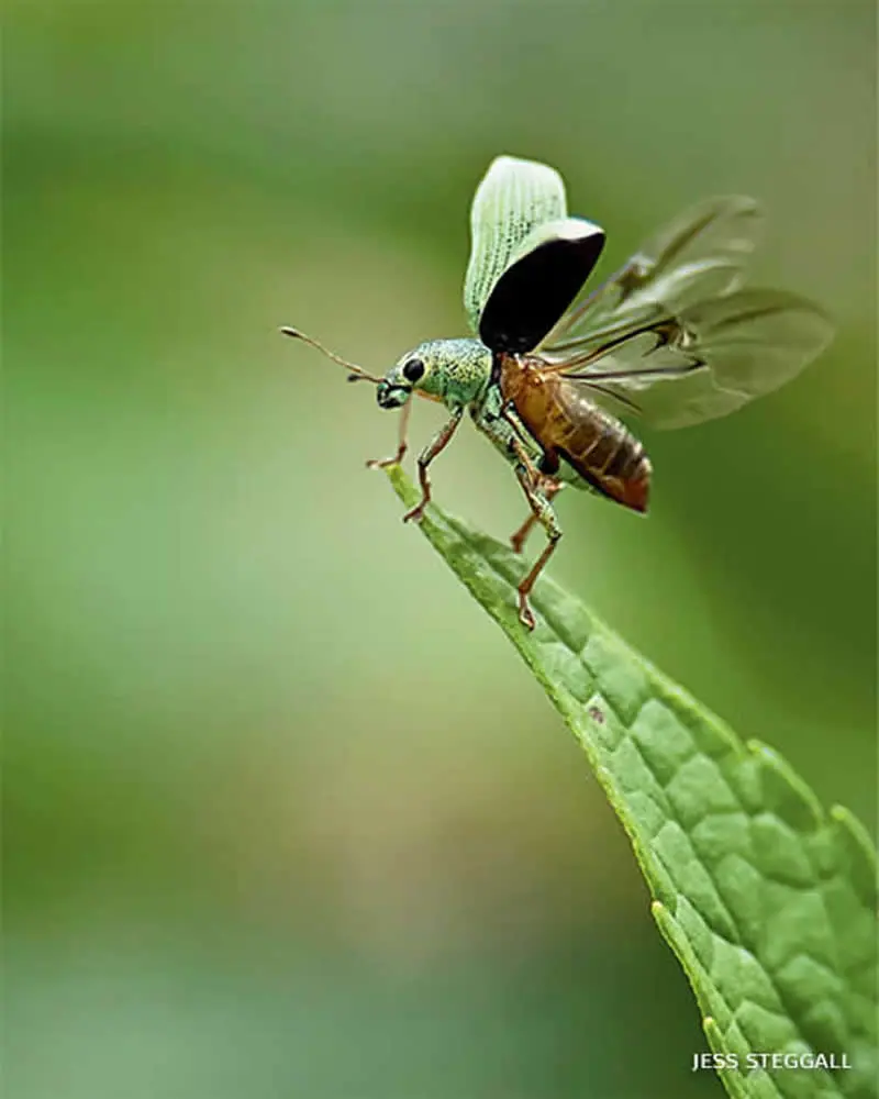 سوسک خاصی روی برگ سبز