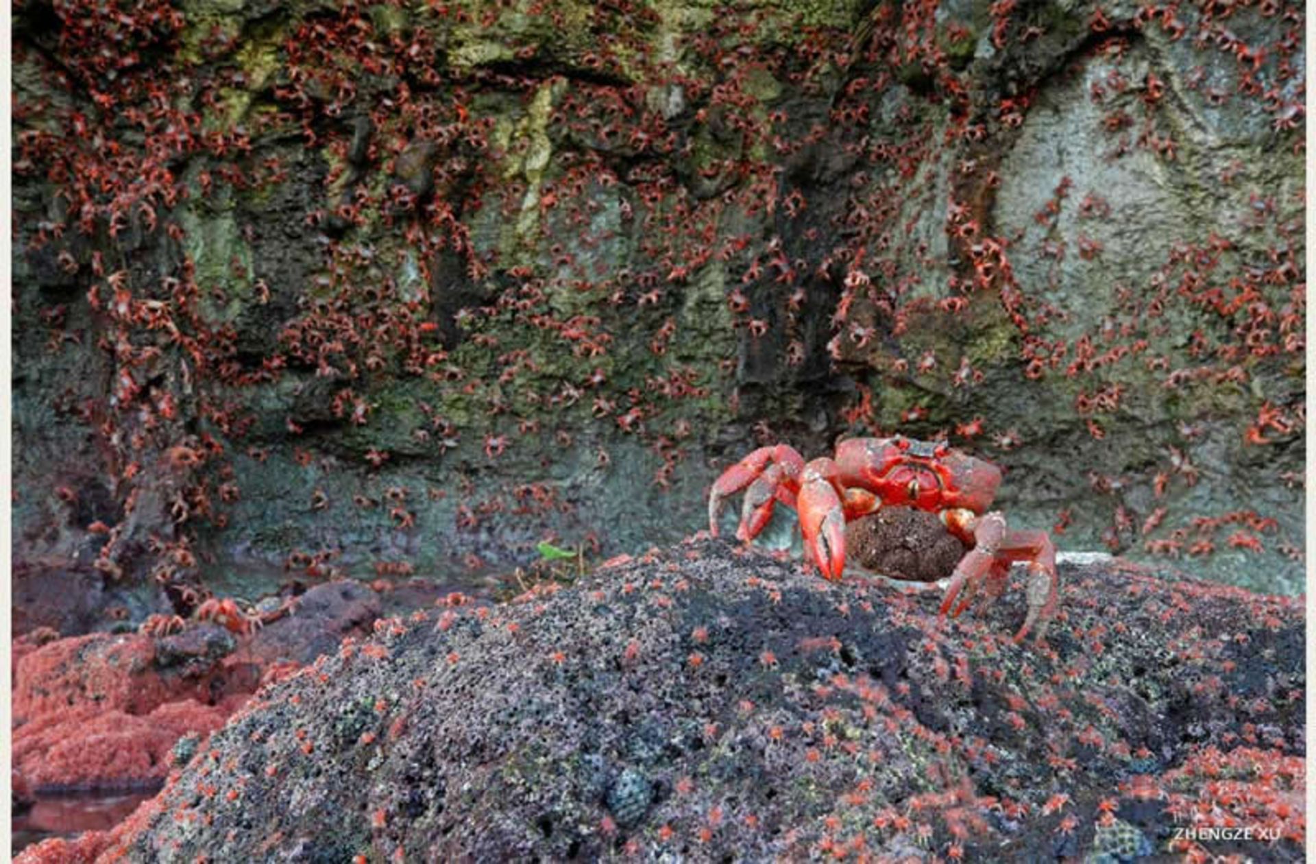  خرچنگ‌های قرمز جزیره کریسمس