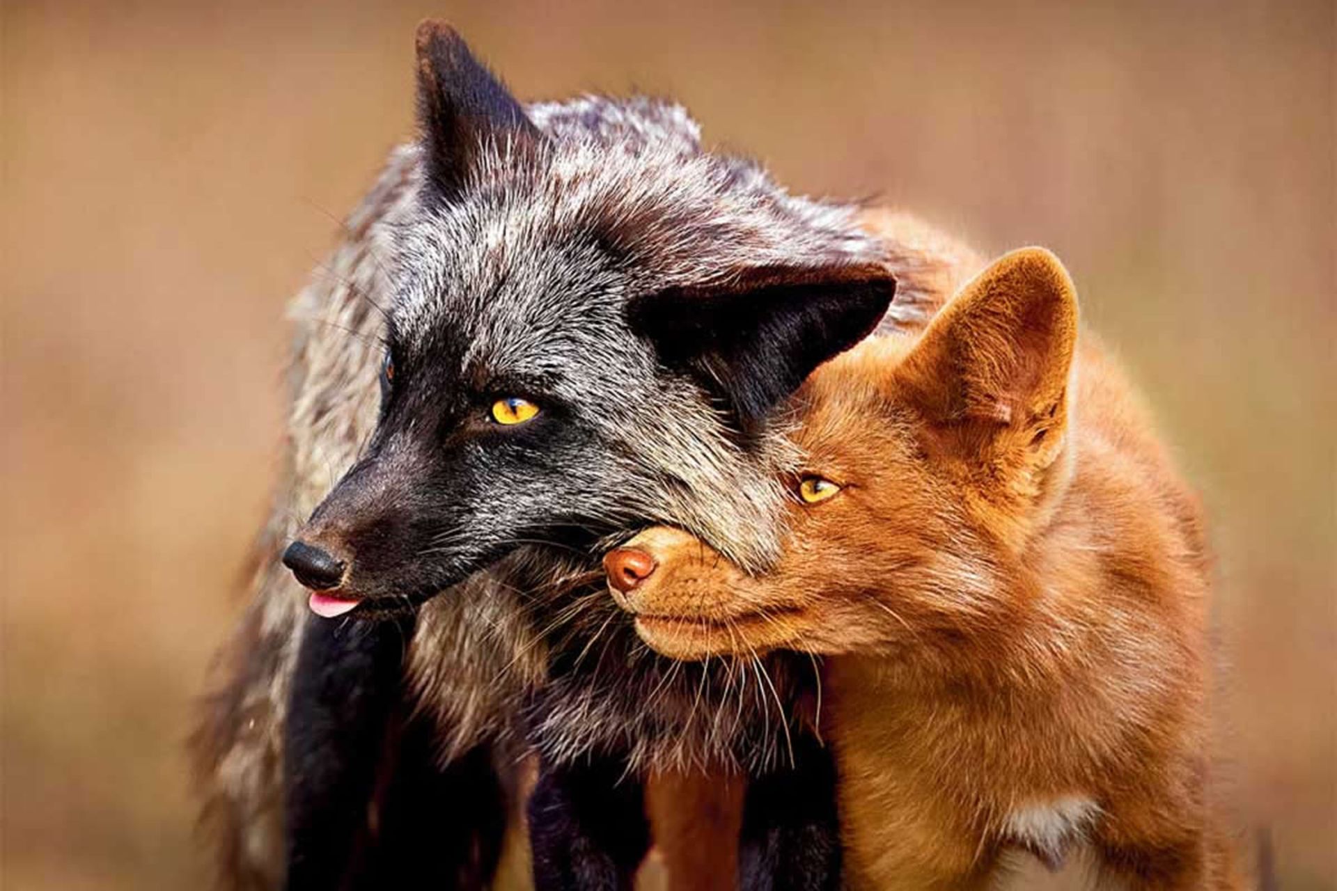 روباه مادر و فرزندش