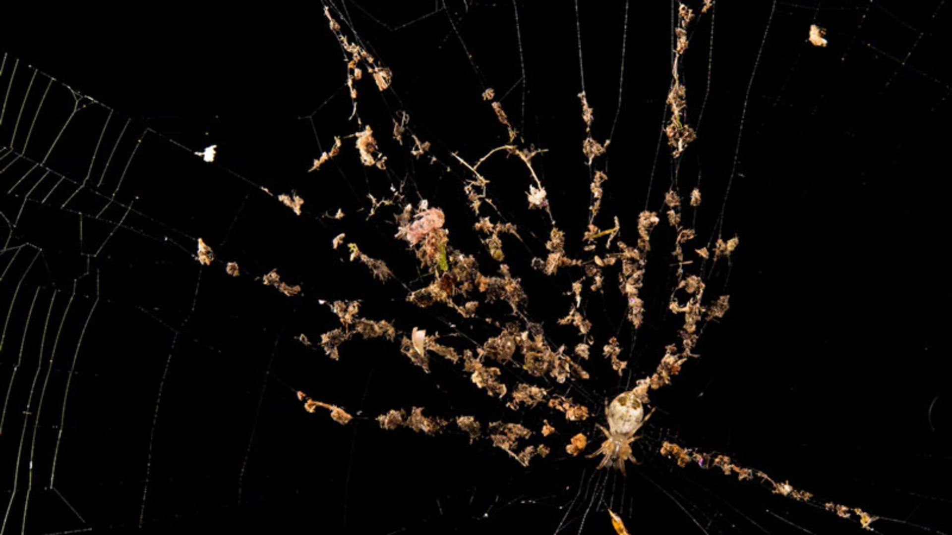 عنکبوتی کوچک روی تاری با بقایای گیاهان و حشرات 