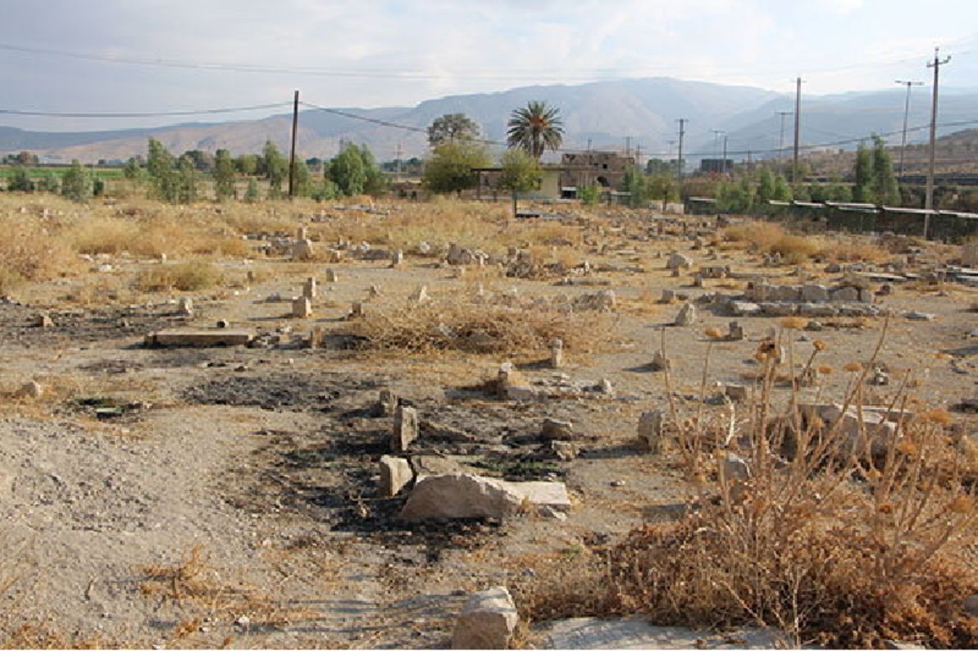 گورستان بیدزرد