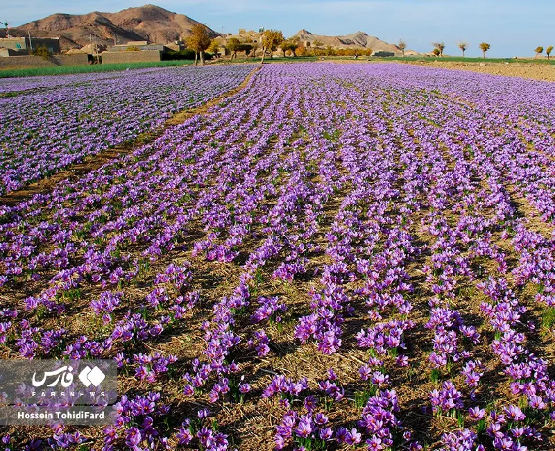 زمین کشاورزی زعفران در قائنات