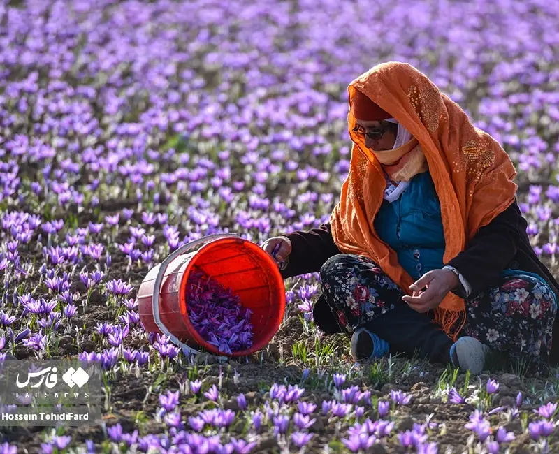 برداشت زعفران در قائنات