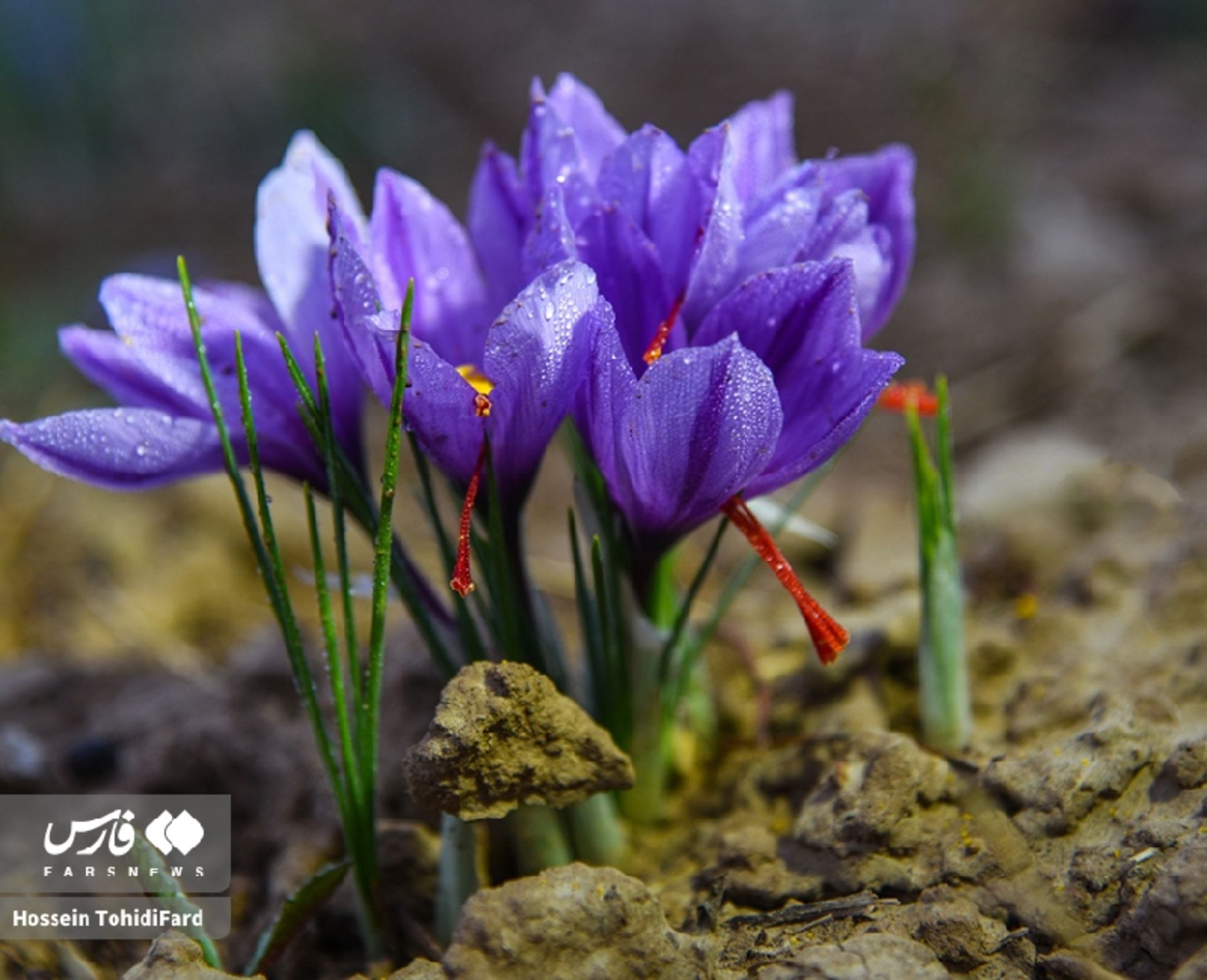 برداشت زعفران در قائنات