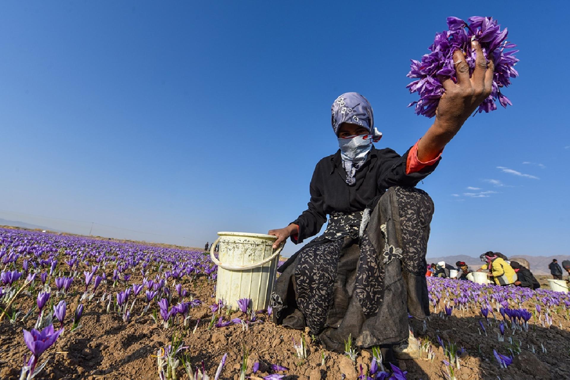 برداشت زعفران در قائنات