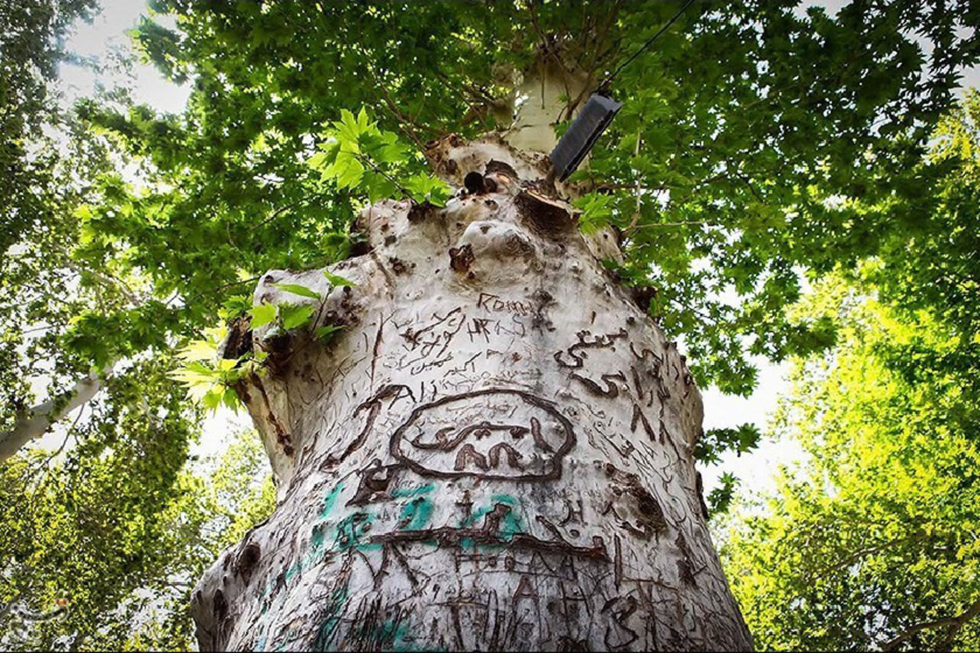 تخریب طبیعت