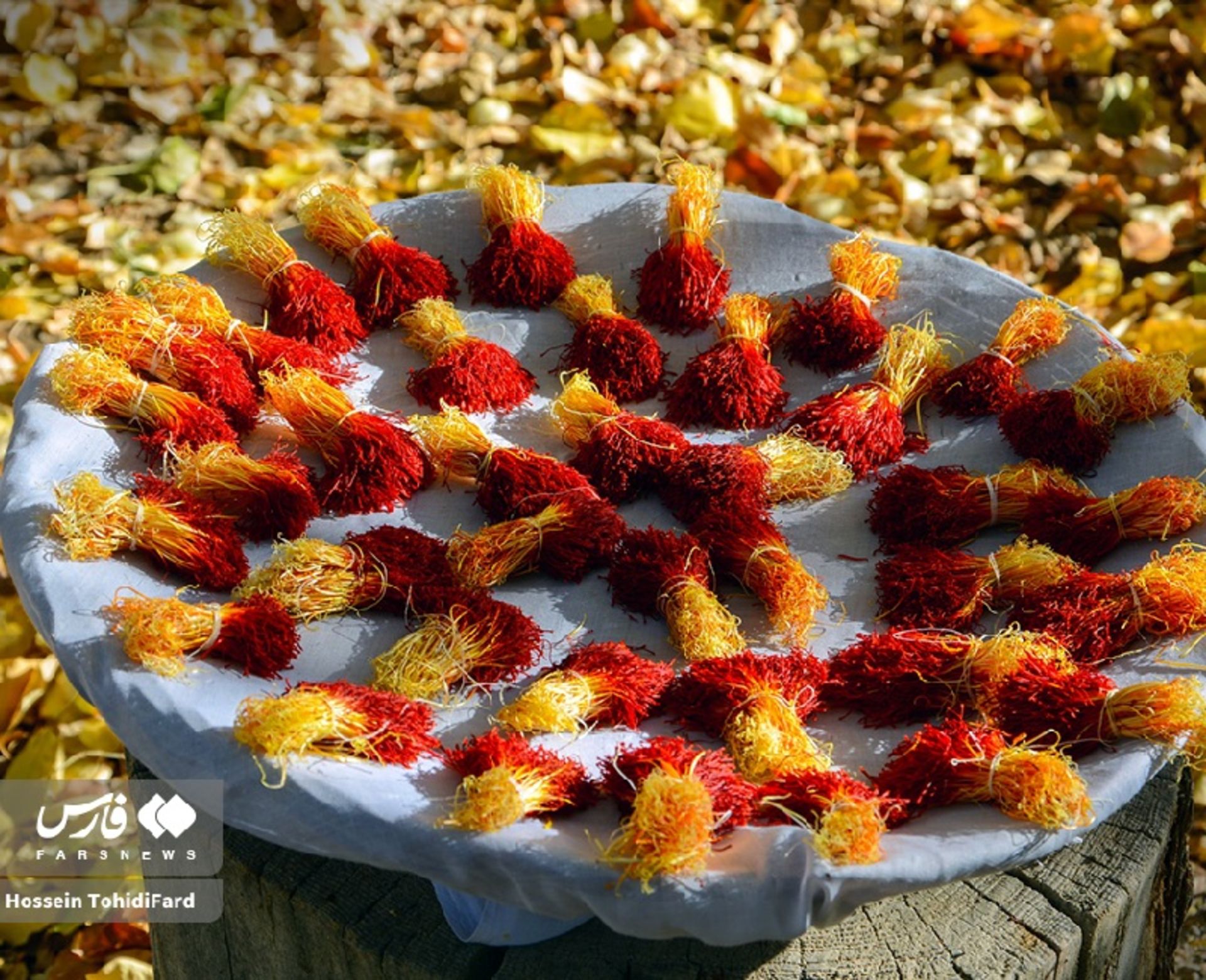 برداشت زعفران در قائنات