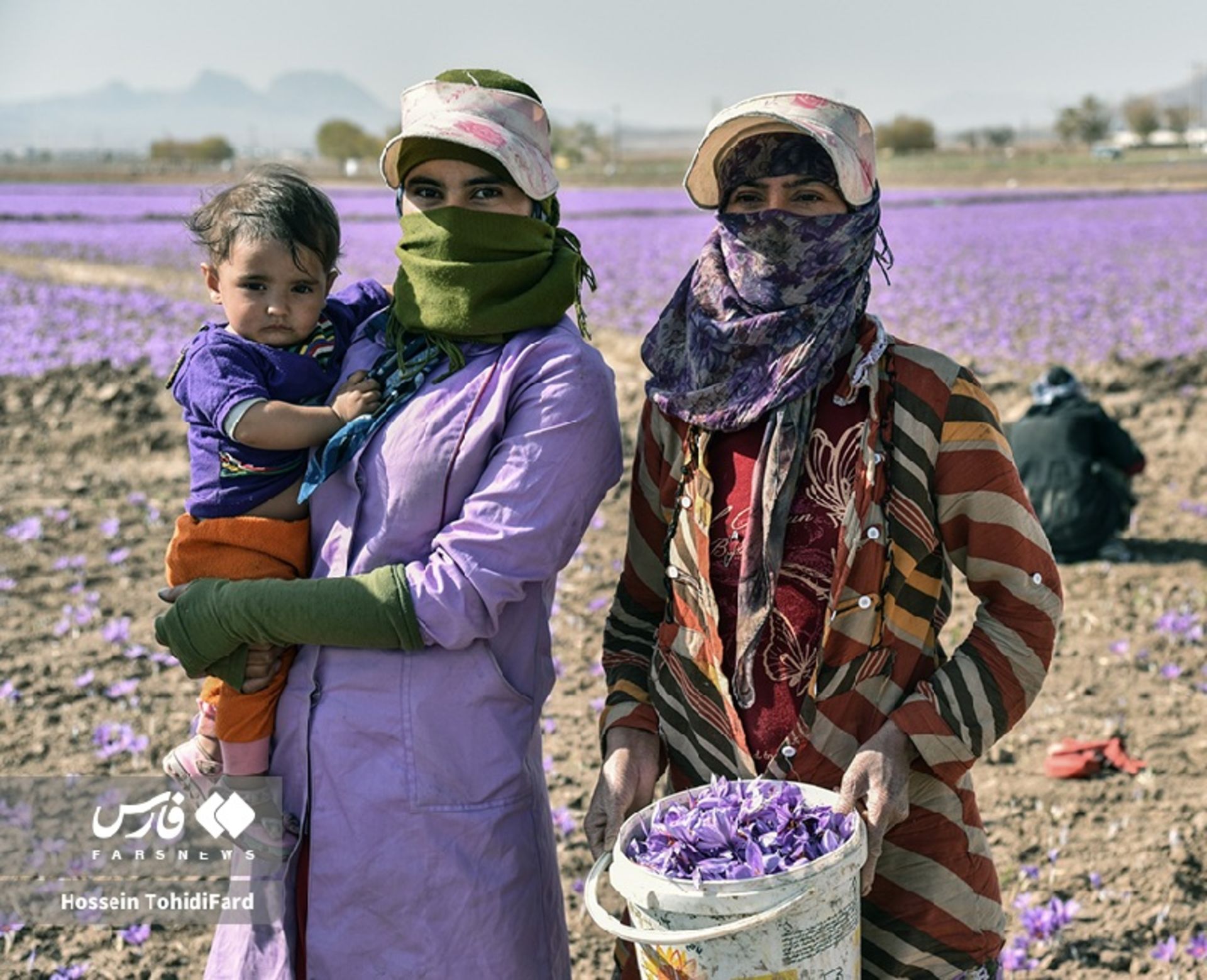 کشاورزان در حال برداشت زعفران در قائنات