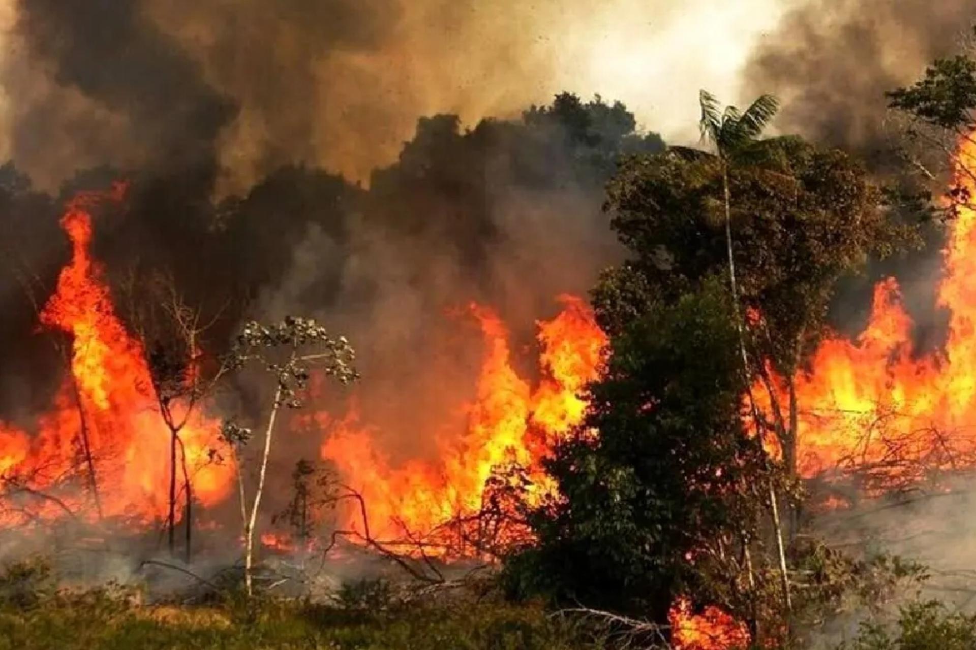 آتش سوزی در جنگل‌های هیرکانی 