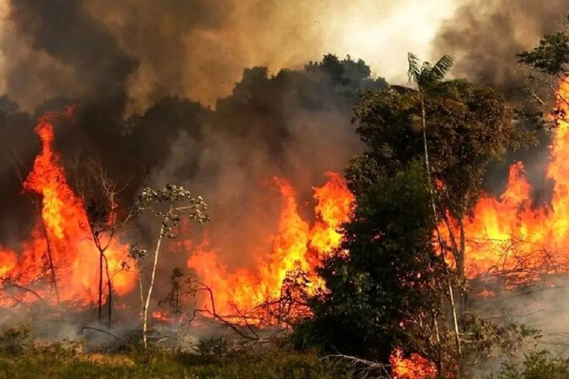 آتش سوزی در جنگل‌های هیرکانی 