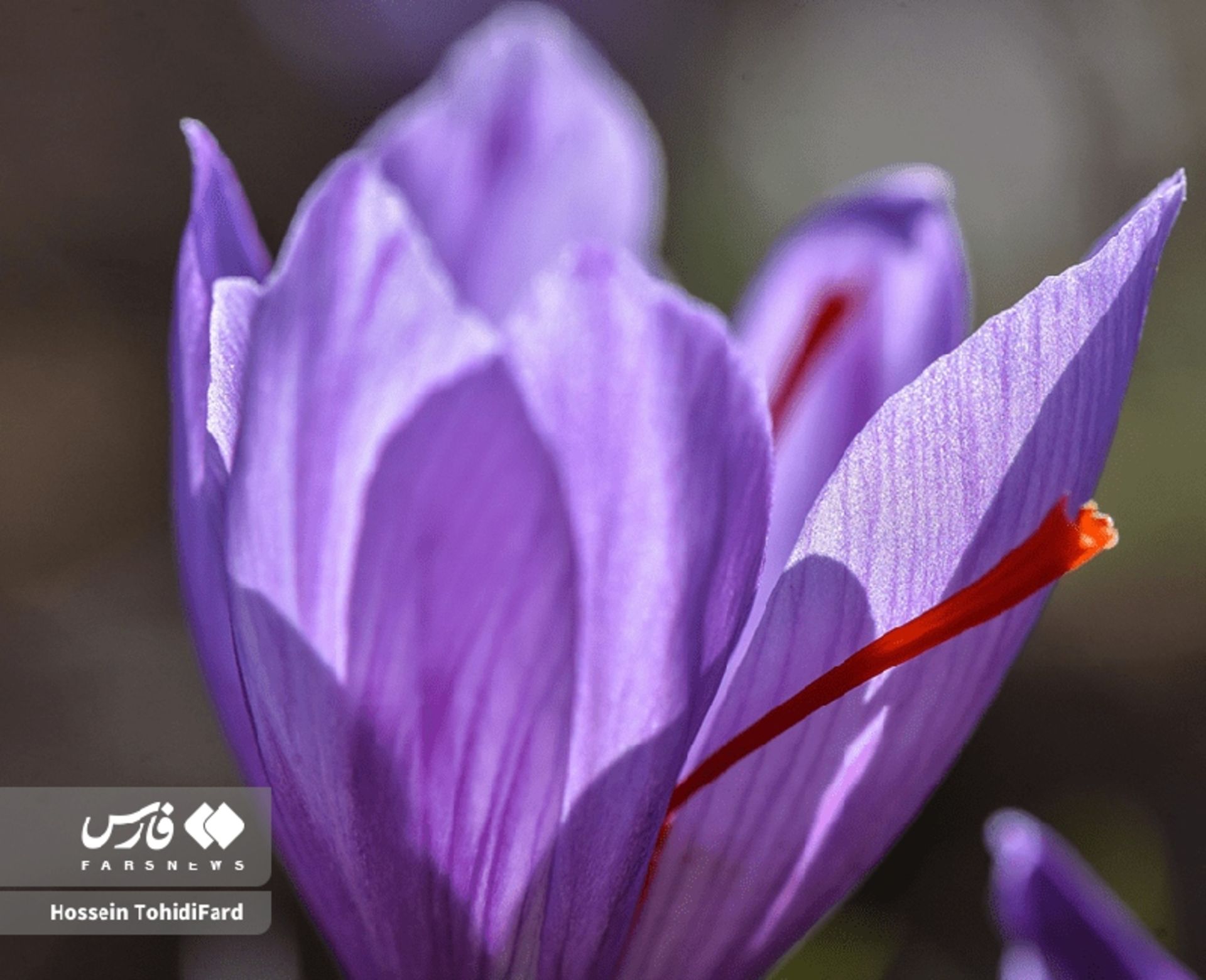 برداشت گل زعفران در قائنات