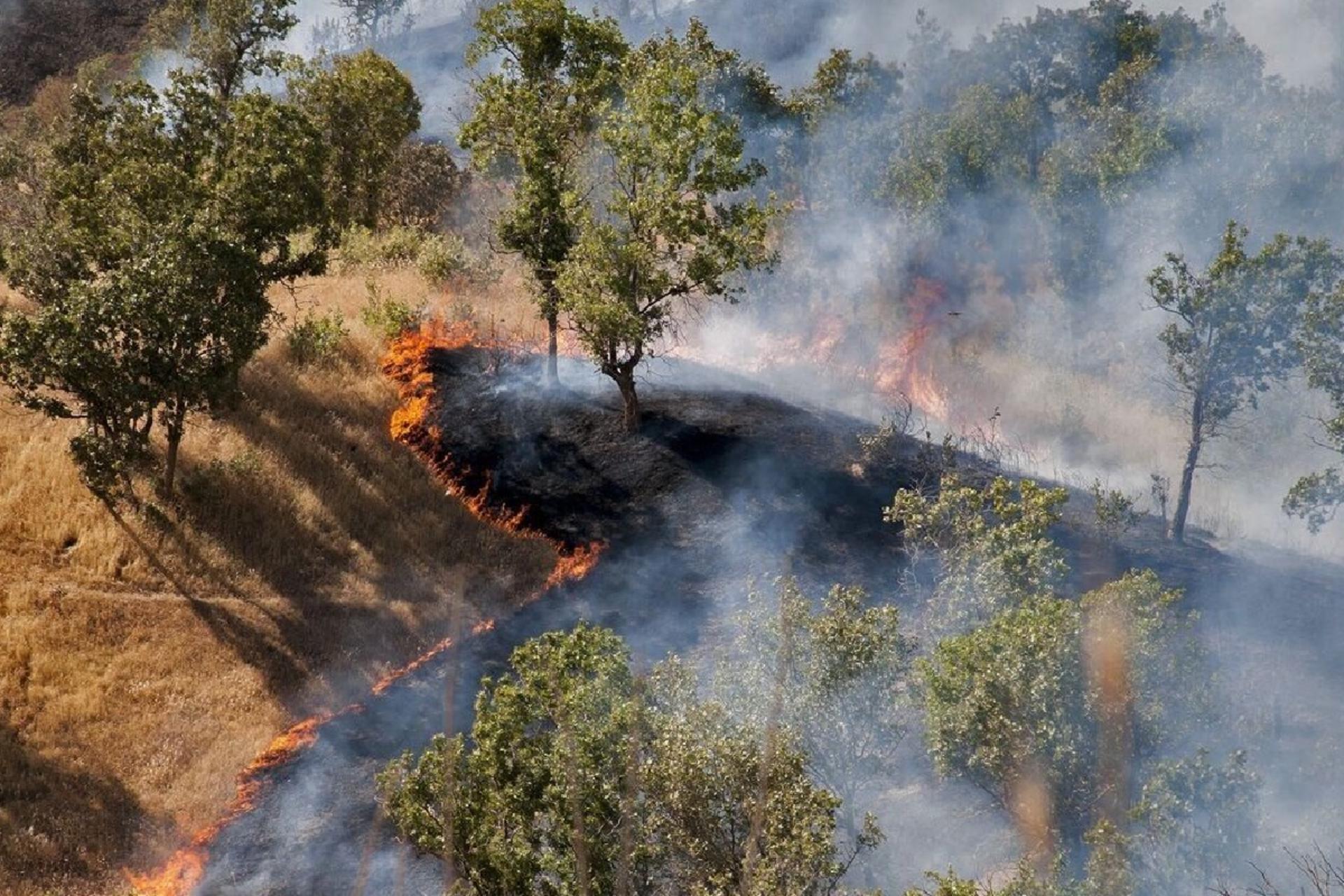 جنگل‌های هیرکانی می‌سوزند؛ روایت بی‌پایان از نابودی گنجینه‌ای سبز