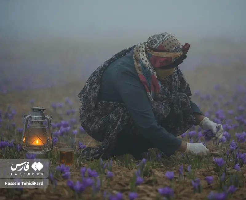 زنان در حال برداشت زعفران