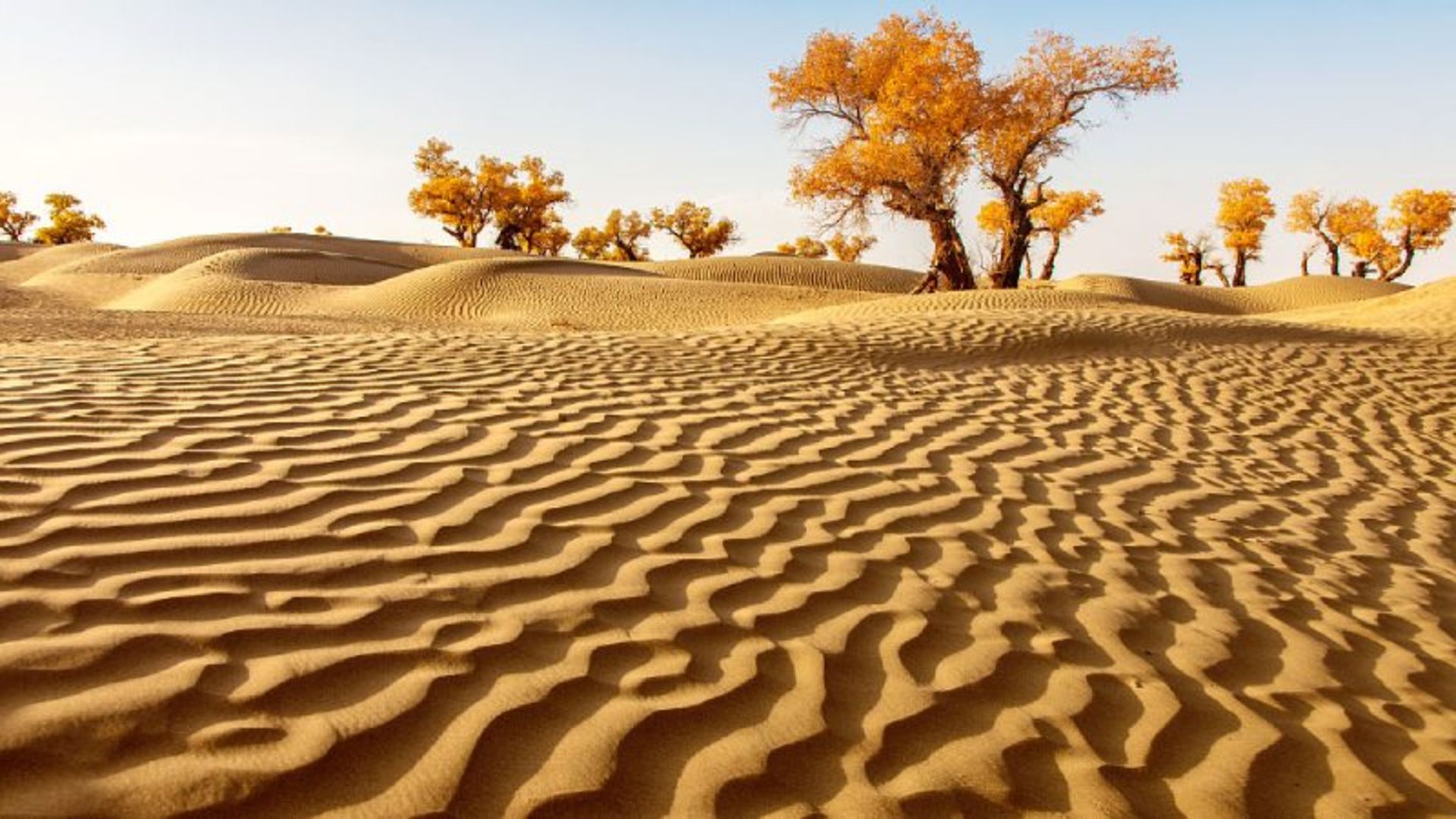 پوشش گیاهی کویر تکله‌ مکان 