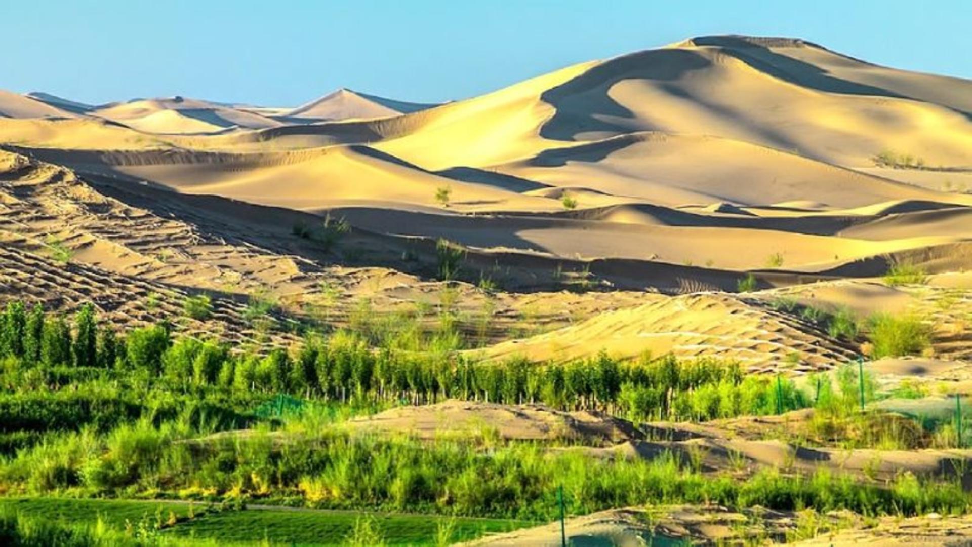 پوشش گیاهی بیابان کوبوچی