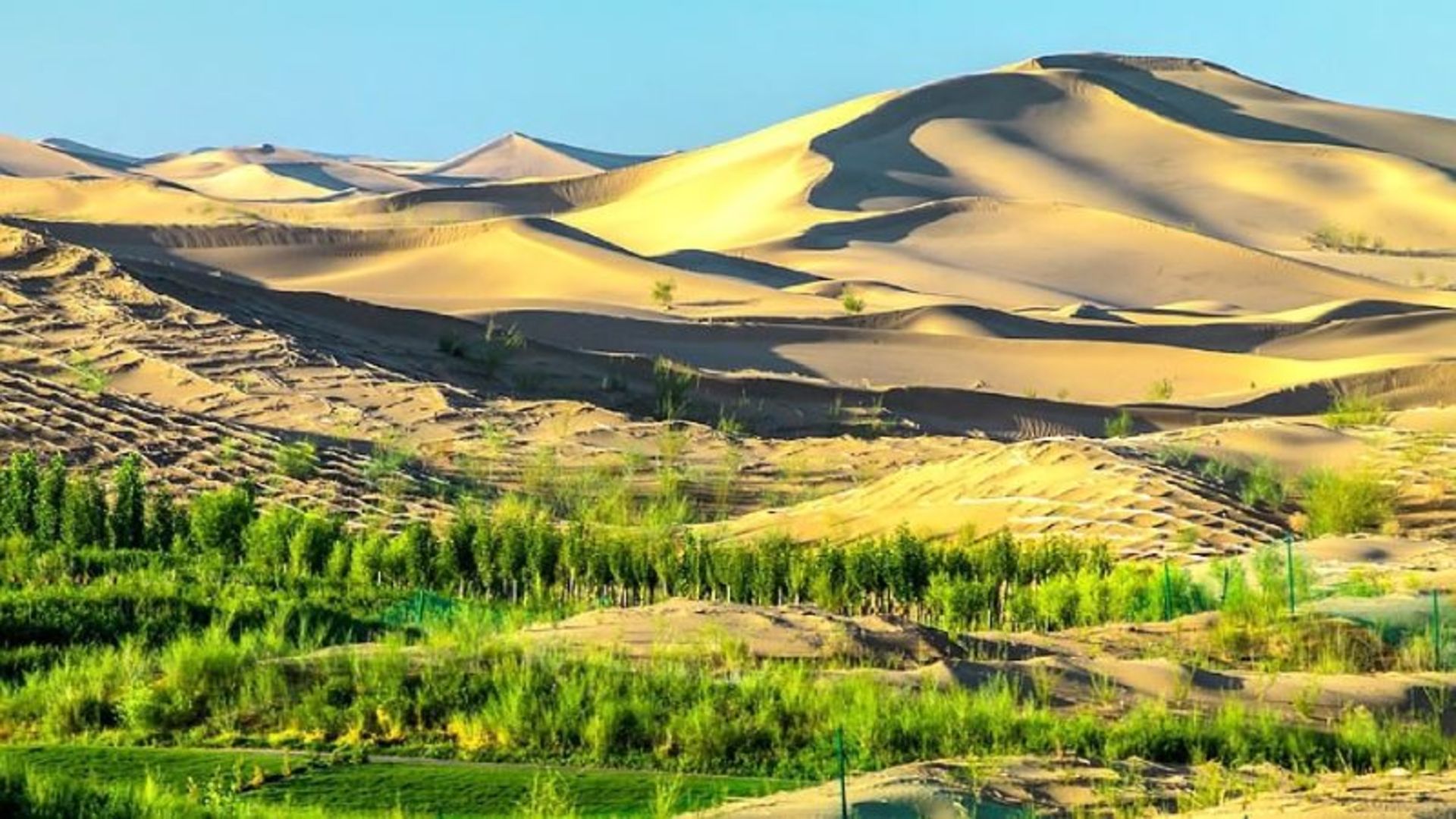 پوشش گیاهی بیابان کوبوچی