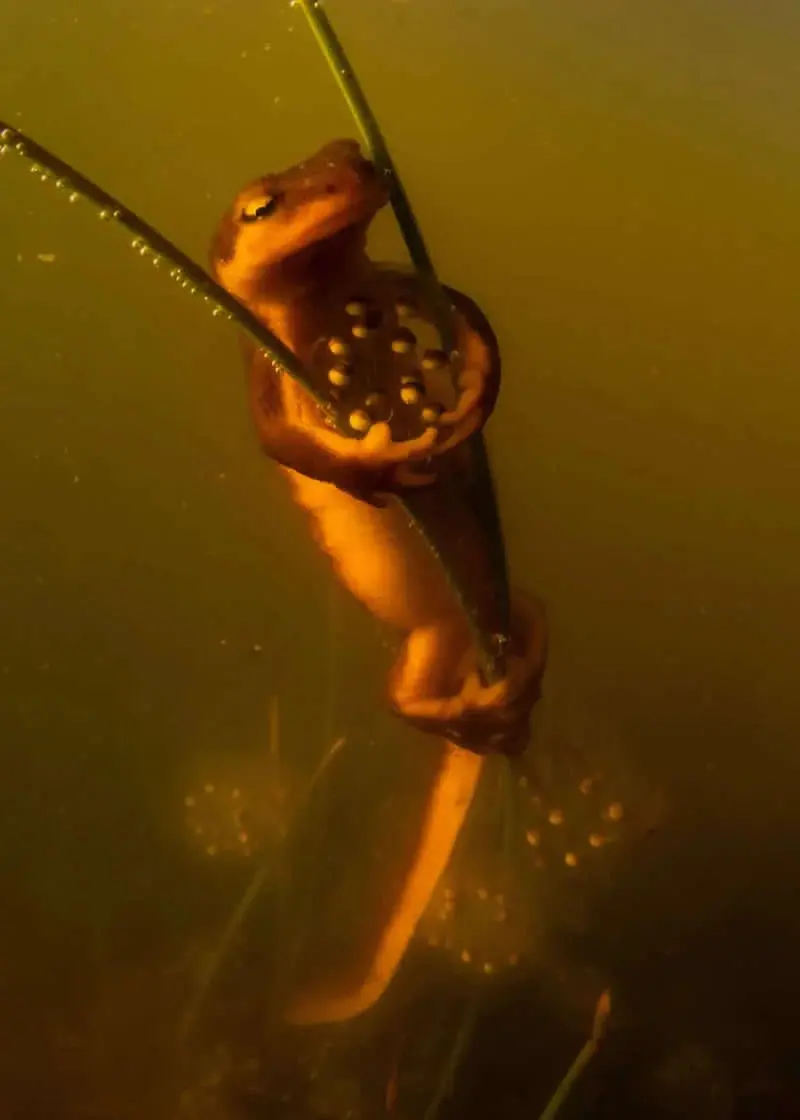 سمندر (Newt) نارنجی‌رنگ در میان گیاهان آبزی زیر آب