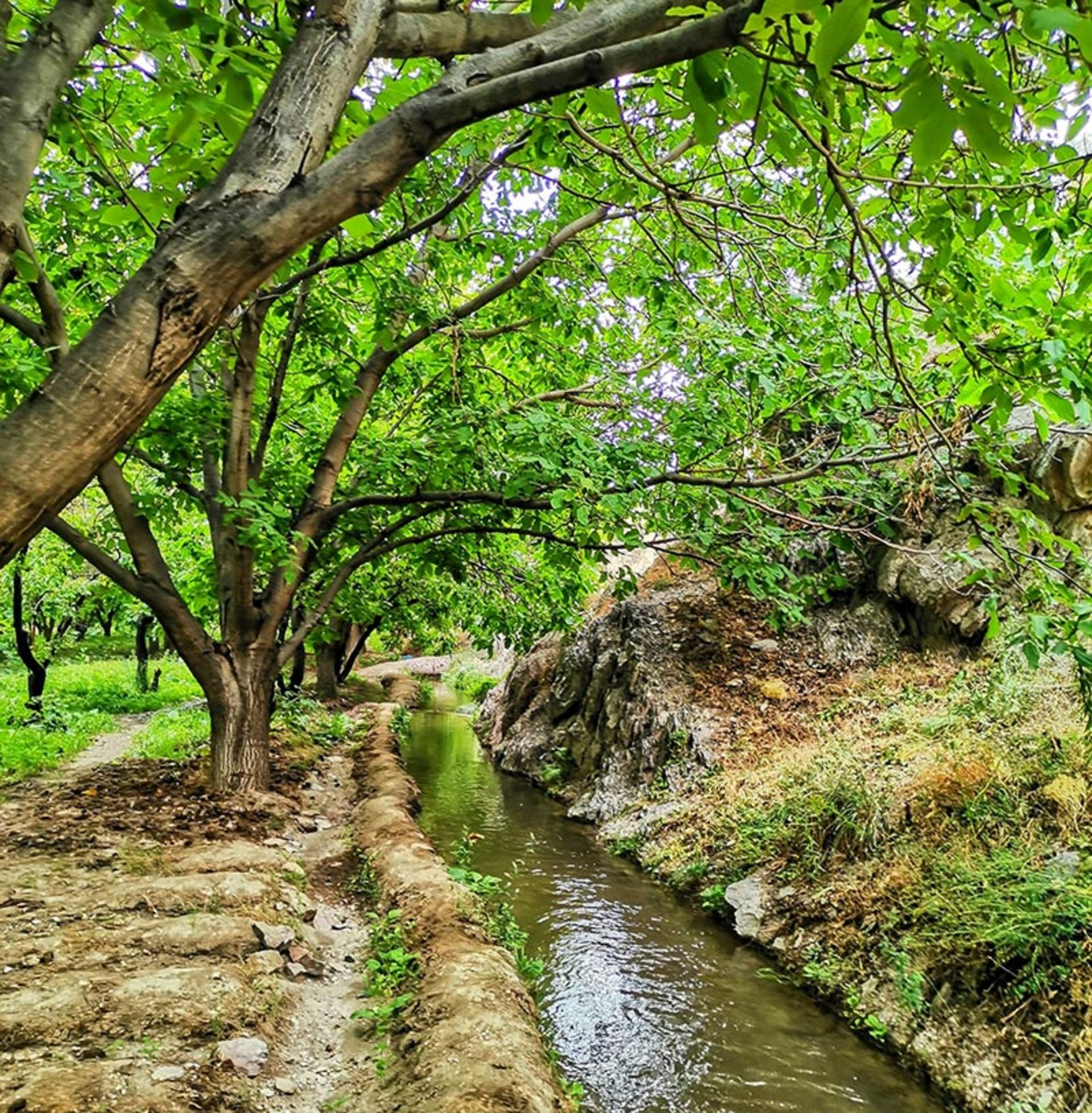 جوی آب در باغی سرسبز در دماوند